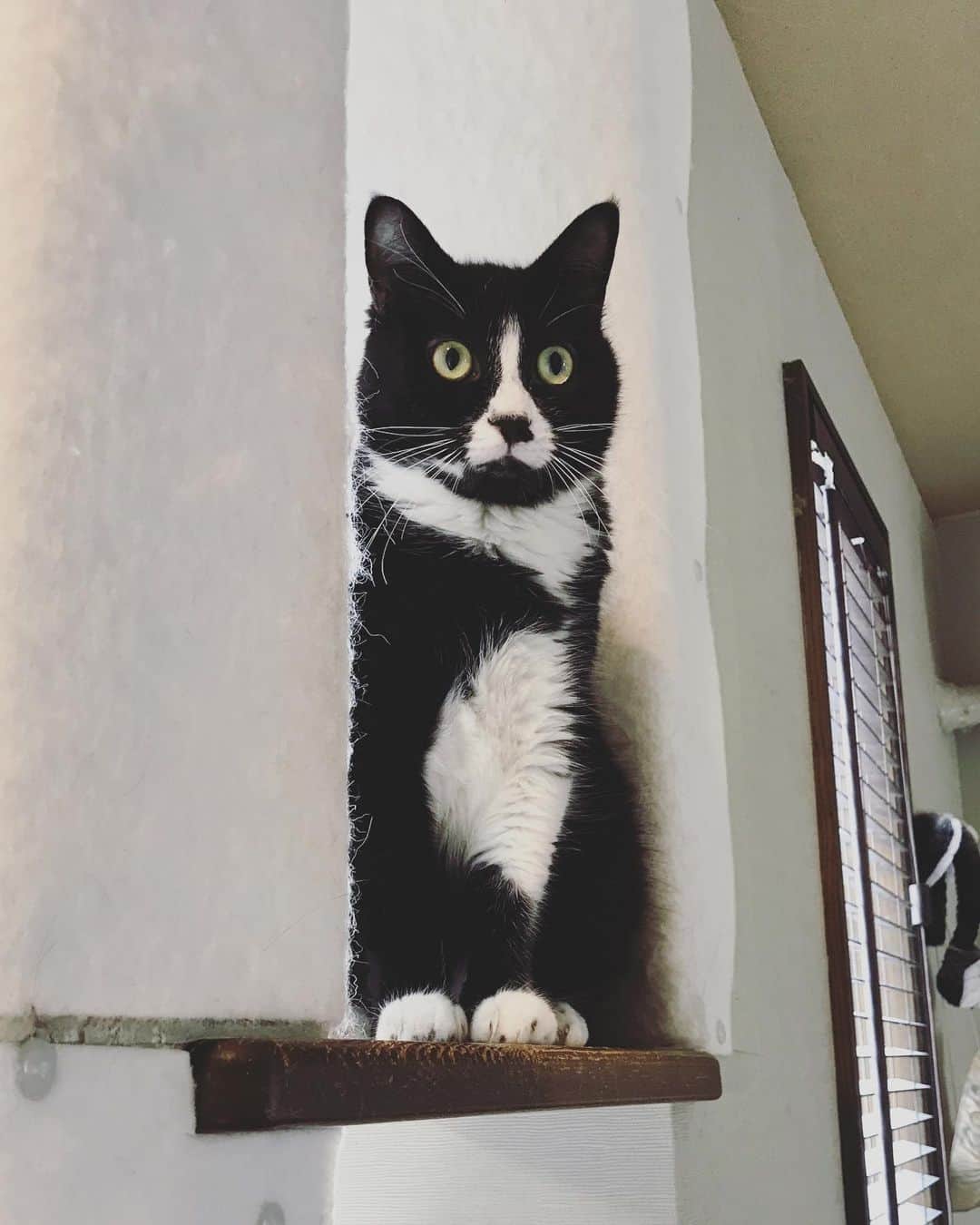 もじゃころのインスタグラム：「ニンッ！  #鼻にんにく黒コロ #童顔」