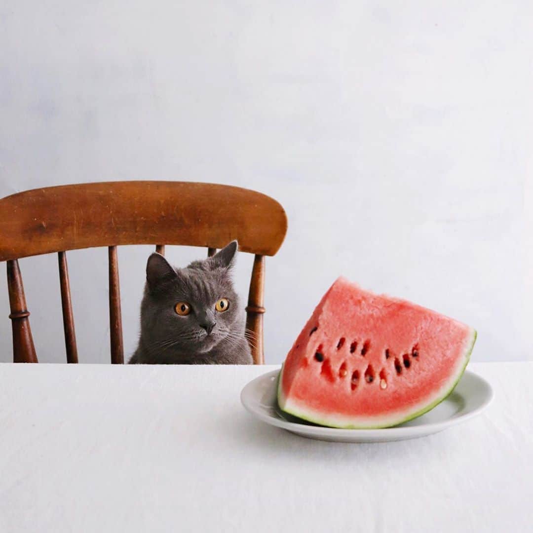 樋口正樹さんのインスタグラム写真 - (樋口正樹Instagram)「🍉Water melon . 辛いカレーの後は スイカがおいしい。 . . #watermelon #スイカ #すいか #西瓜 #🍉」6月2日 14時22分 - higuccini