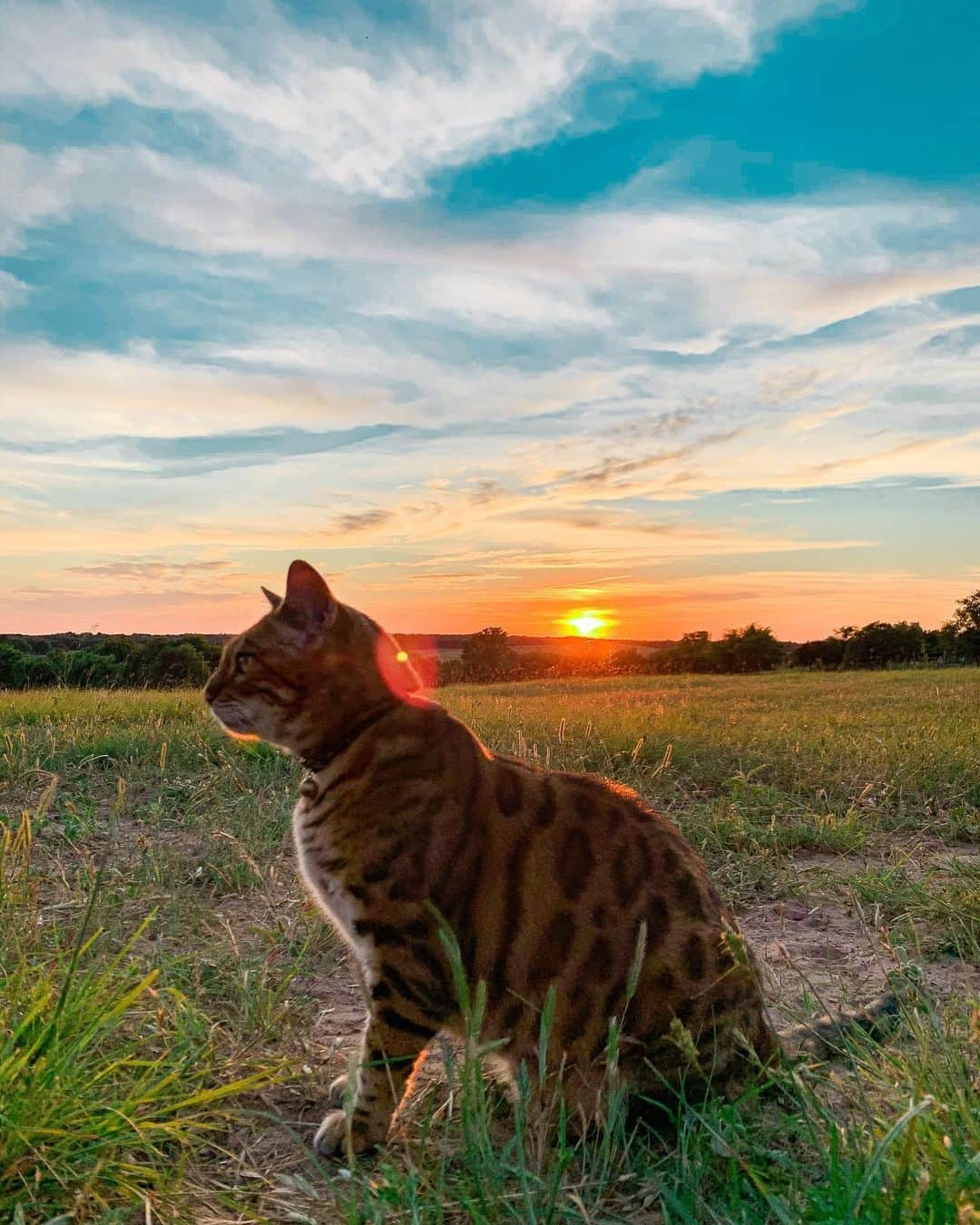 Bensonさんのインスタグラム写真 - (BensonInstagram)「Sunsets」6月2日 6時10分 - bensonthebengal