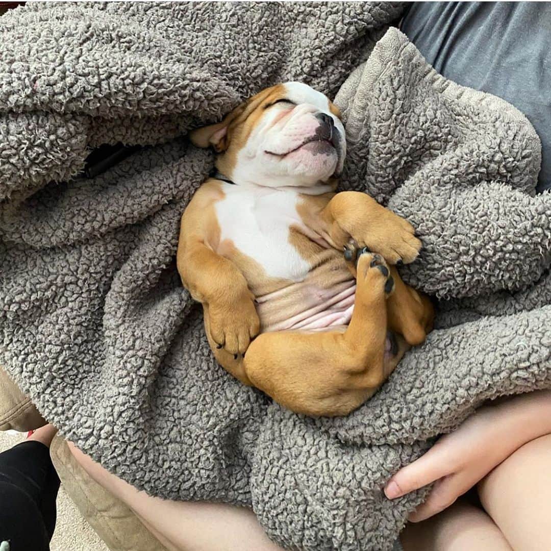 Bodhi & Butters & Bubbahのインスタグラム：「I hope you’re having an amazing Monday! But just in case....Here’s a cute bulldog to make your day a little brighter ☀️ . . . . . #bulldog #puppy #cute #baby #have #a #wonderful #monday #mylove #smile #positivevibes #dogsofinstagram #quarantine #life 💗 @ellababe_thebulldog」