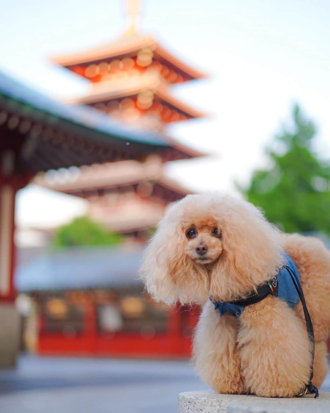 Toypoodle Mikuru?Asakusa Tokyoのインスタグラム：「20200602 Tuesday. Good morning! Friends 💖 6月突入してましたッ😆 teleworkが続きますが、週一くらいからの出勤に。 みきゅるん、久々のお留守番... 心配だなぁ🥺 . 今月もよろしくねッ😆 . #あさんぽ #浅草寺 #五重の塔」