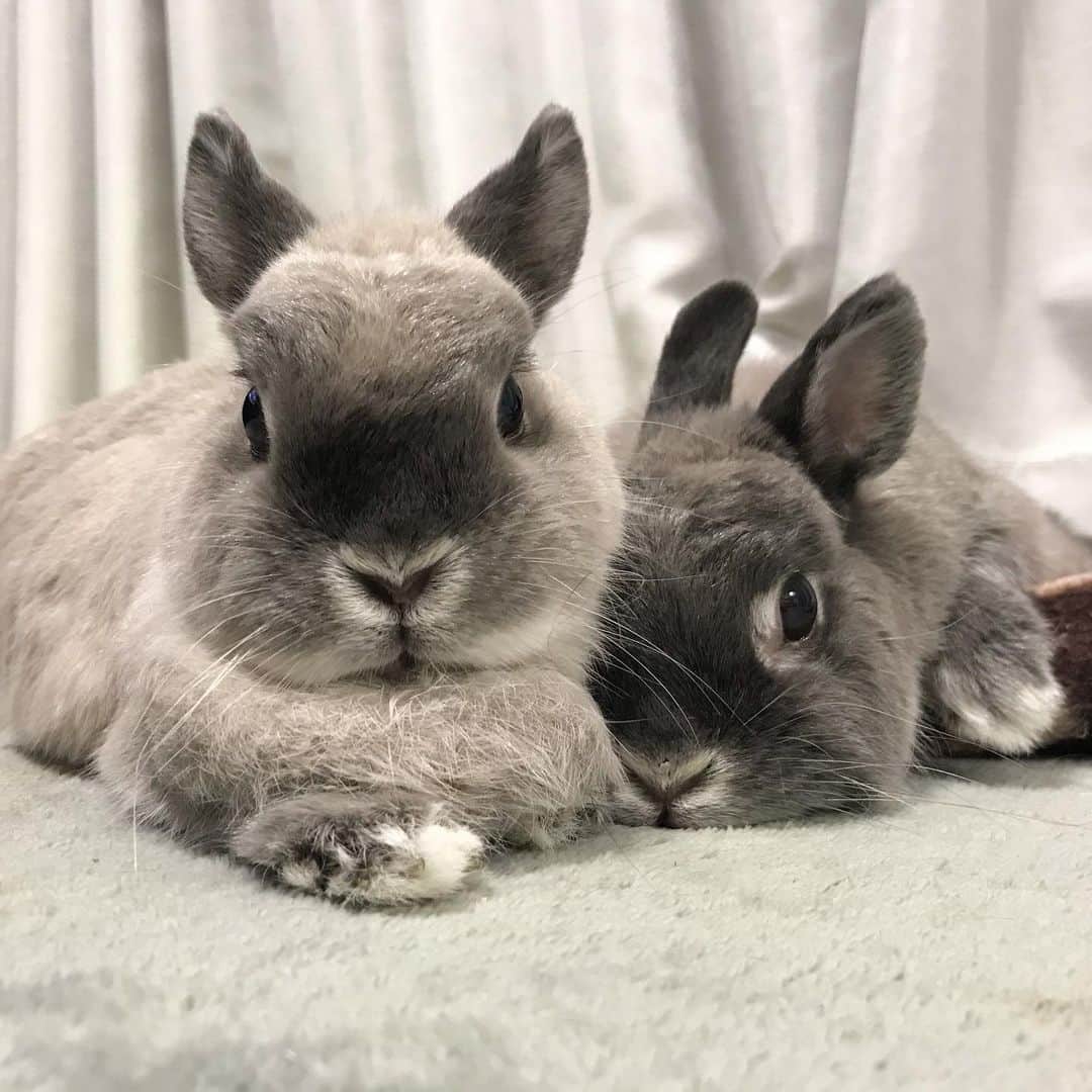 gon&hana&kaeのインスタグラム：「✨ この2人のお手手がたまりません😍  辛い毎日ですがなんとか耐えてます😌 ￣(=`h´=)￣(=`k´=)￣ｳｫｰｰｯ✨ #華楓#うさぎ#ふわもこ部#ネザーランドドワーフ #netherlanddwarf#bunny#rabbit#weeklyfluff#lapin#🐰#福岡#バニーズサンクチュアリ」