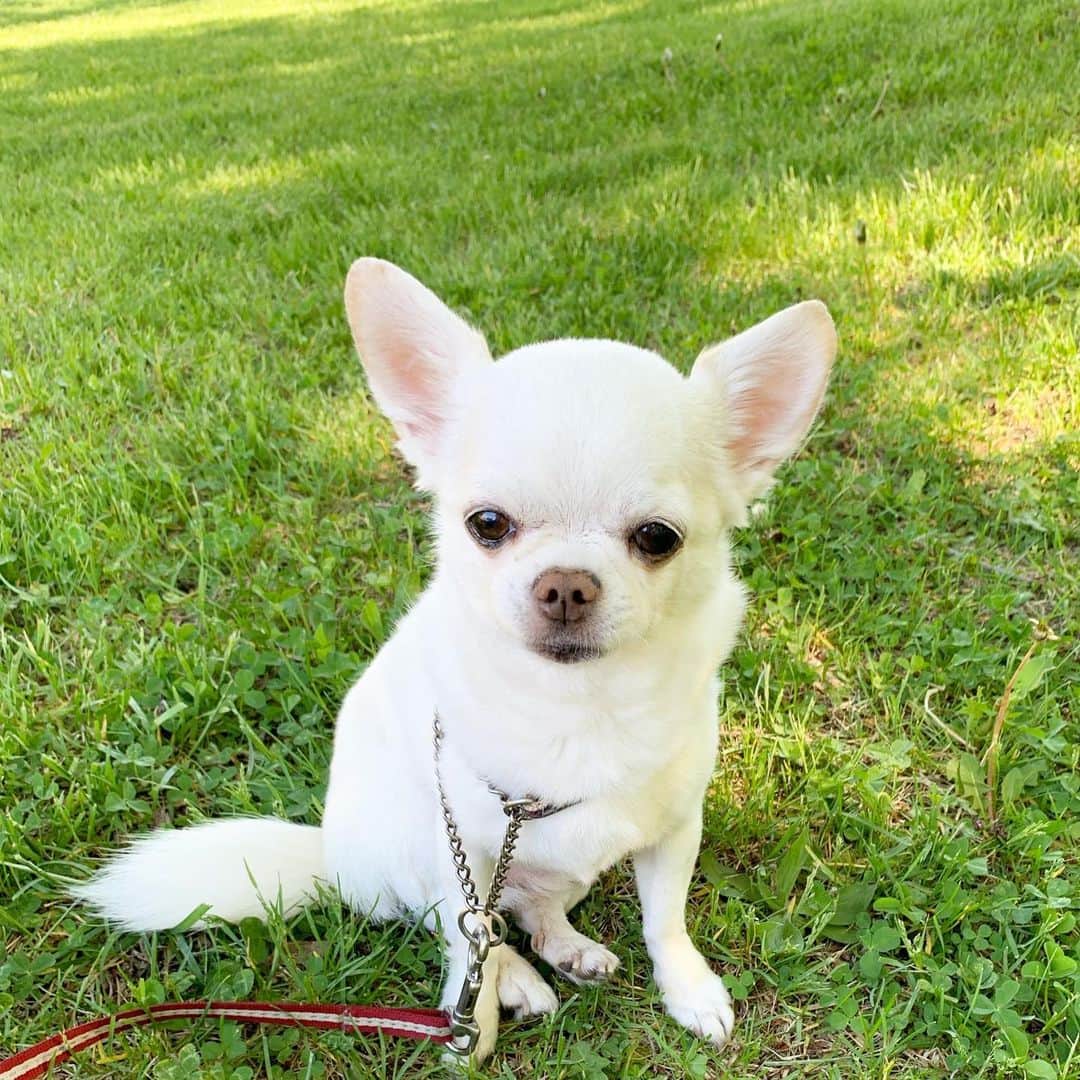 KORIKIのインスタグラム：「おはようございます♪ * #dogofsapporo #dog, #dogs, #dogstagram,#chihuahua,#犬バカ部,#チワワ,#koriki, #hanadog #白スムチ連合会, #スムチー,  #dogofthedayjp, #dogoftheday  #ilovemydog #instadog #instapet #WhiteChihuahua  #吉娃娃 #치와와  #dogsofinstagram #Chihuahualover  #ชิวาวา #チワワの輪 #barkbox #WhiteChihuahuaParty #もふもふモフモフ」
