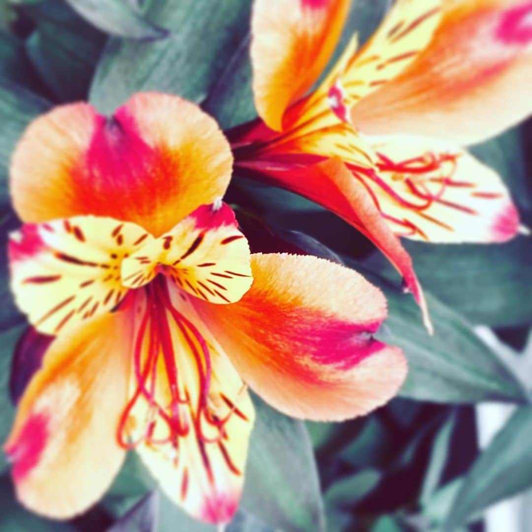 のインスタグラム：「#flowers #flowersoflife #orange #yellow #hope」