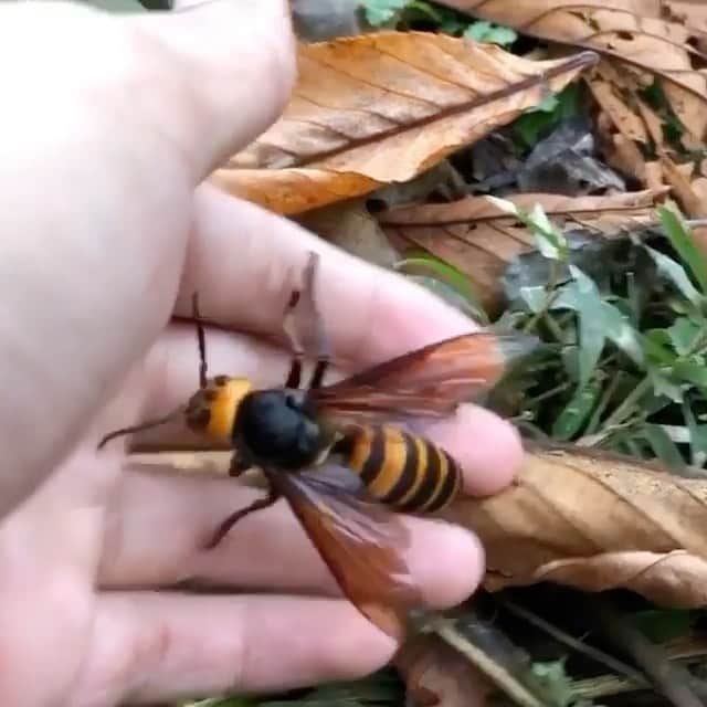 WildLifeのインスタグラム：「Up close & personal with a Asian giant hornet. (Vespa Mandarinia) Video by @vespidae_wasps」