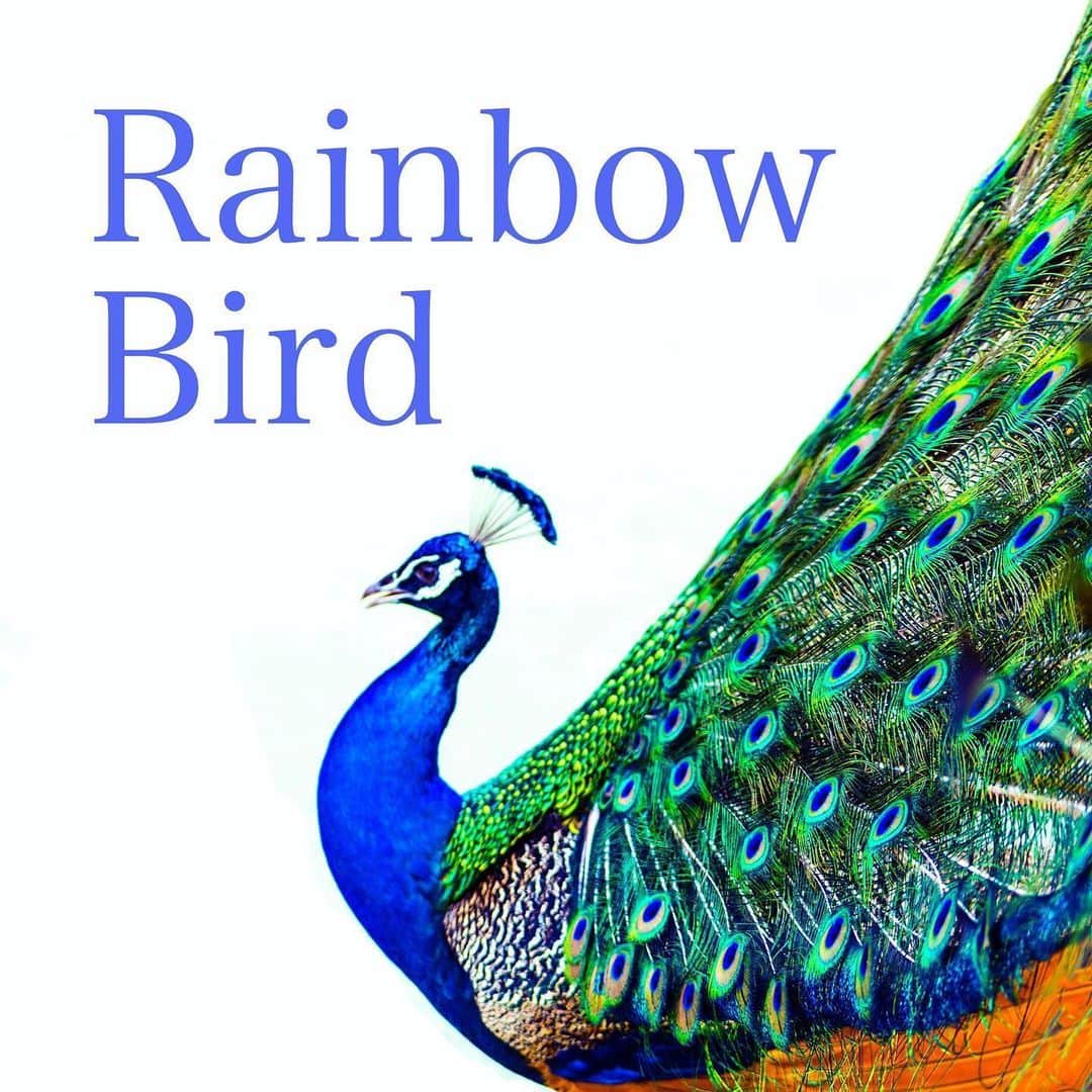 齊藤美絵さんのインスタグラム写真 - (齊藤美絵Instagram)「Rainbow Bird #05 今回は、SNSなどに届いた メッセージのご紹介と 私の恩師が勤めていらっしゃる おおいた動物愛護センターのお話です🐾🍀 https://anchor.fm/rainbowbird/episodes/05-eeqcp1  おおいた動物愛護センター https://oita-aigo.com/  #RainbowBird #podcast #spotify #🎧 #おおいた動物愛護センター　#ツタエルヒト。」6月2日 8時20分 - saitomie