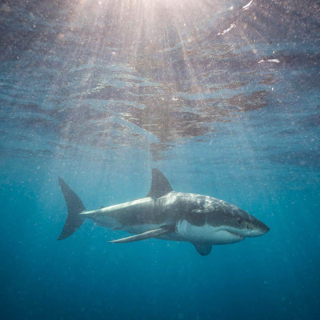 Nikon Australiaさんのインスタグラム写真 - (Nikon AustraliaInstagram)「Go behind the lens with award winning photographer and Nikon Australia Ambassador @mattysmithphoto in our online underwater photography workshop.  Matty will be sharing how he got started in the industry, the stories behind his favourite captures and his tips and tricks for nailing your underwater shots.  Check out the link in our bio to register today!  #Nikon #MyNikonLife #NikonAustralia #UnderwaterPhotography #OceanPhotography #Ocean #Shark」6月2日 9時01分 - nikonaustralia