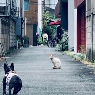 浜本広晃さんのインスタグラム写真 - (浜本広晃Instagram)「こうなったら動かん。。。 #フレンチブルドッグ #frenchbulldog  #フレブル #ブヒ」6月2日 14時56分 - hammer0215