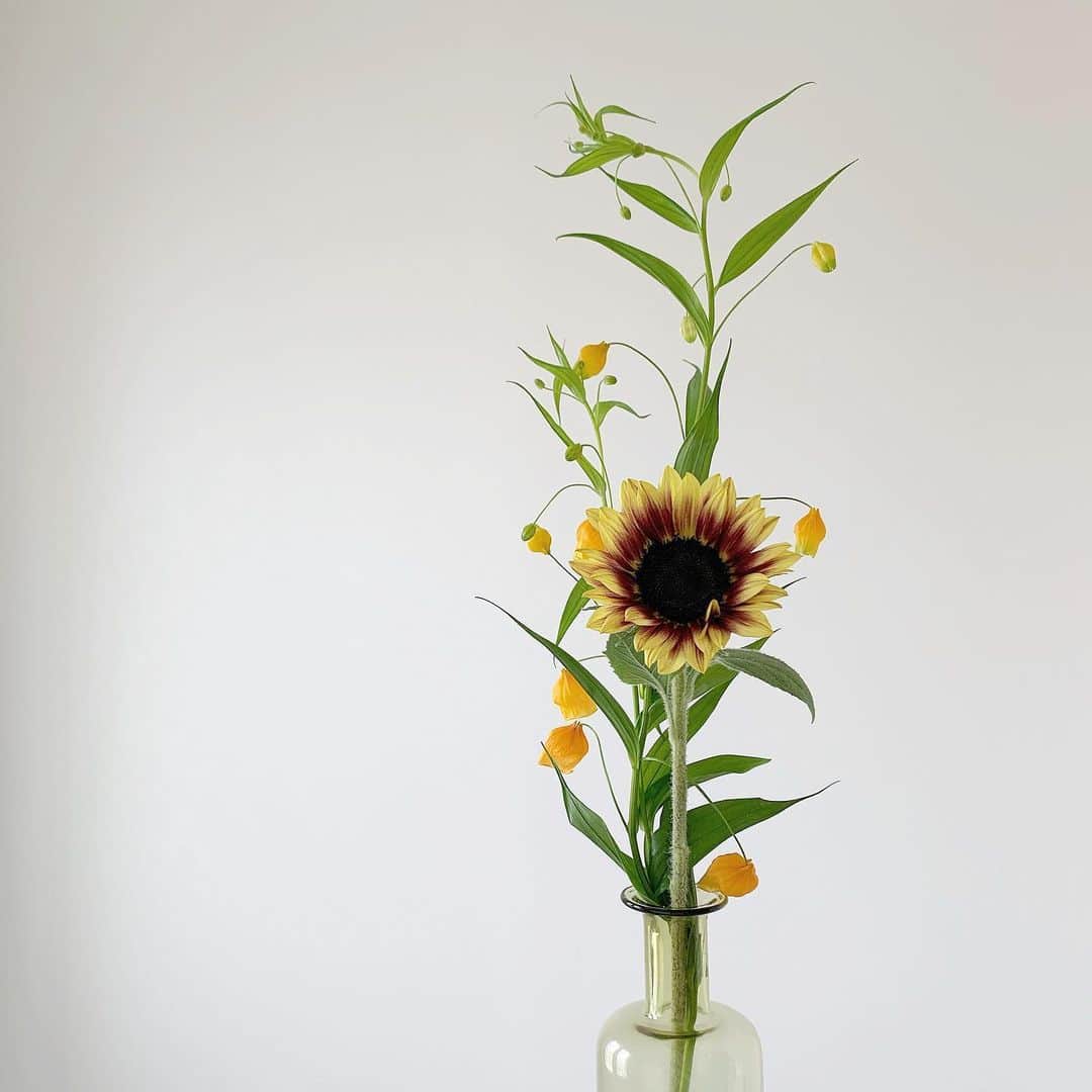 ukapiのインスタグラム：「⠀ ⠀ june,2 🌻 ⠀ ⠀ 大阪のお花屋さんは(仕事場大阪) 可愛いのが沢山あって全部欲しい☺️ 地元にもお洒落なとこ出来ひんかな？ ⠀ ⠀ ⠀ #サンダーソニア #向日葵#ひまわり#🌻」