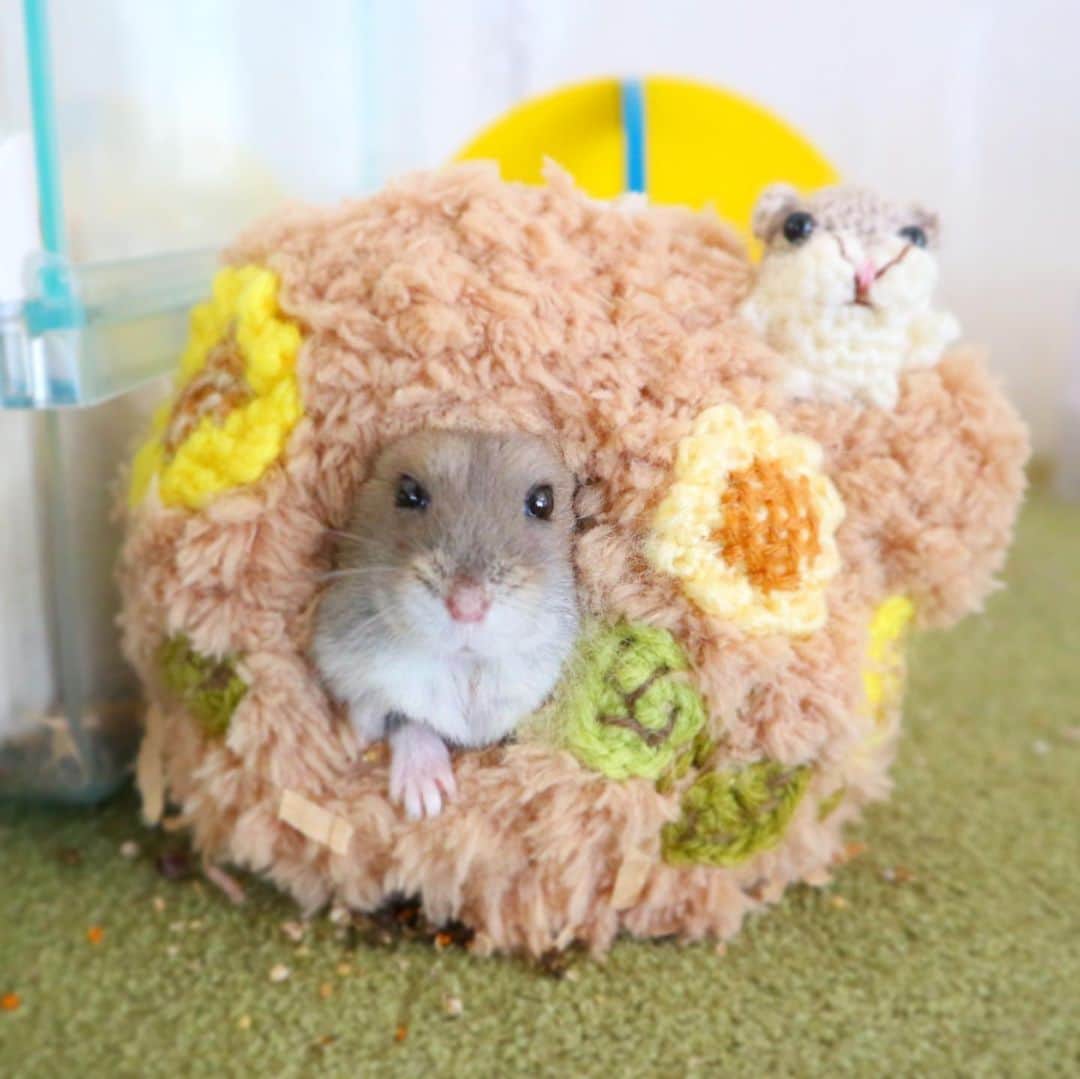 hamster_mocoさんのインスタグラム写真 - (hamster_mocoInstagram)「皆さんおはようございまち🐹☀️ 今日も一日、学校やお仕事頑張ってね💓ボクは今からもう一眠りするでち😪💭 ･ お空のミチくんからおはようのご挨拶😚🌈🐹今日も頑張りましょ🙌🏼 2020.6.2 ･  #ハムスターミチ#ハムスター#ジャンガリアンハムスター#ジャンガリアン#ブルーサファイア#ブルーサファイアハムスター#ジャンガリアンブルーサファイア#ふわもこ部 #モフモフ#ペット#ハムスタグラム #hamster#djungarian#hamstagram#hammy#happy_pets#PET_OF_OUR_WORLD#igersjp#ig_japan#instapet#weeklyfluff#kawaii#cute#仓鼠#정글리안#햄스터#9gag」6月2日 9時38分 - asahi.fl