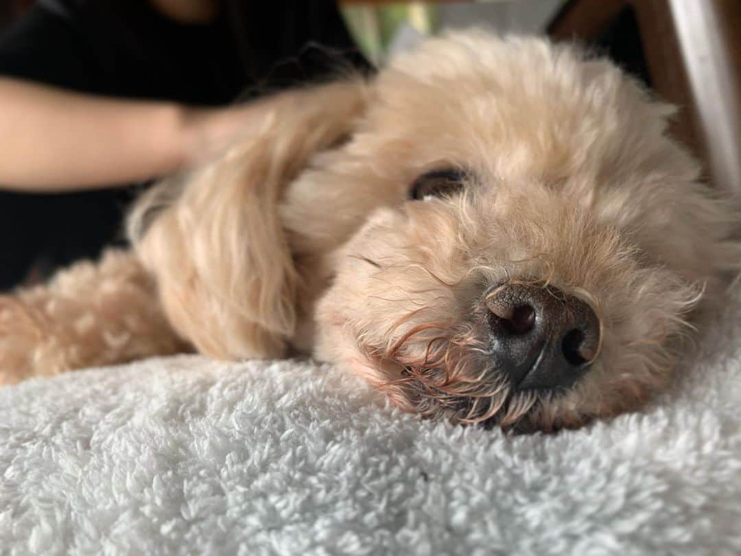ZYUN.さんのインスタグラム写真 - (ZYUN.Instagram)「#トイプードル #シニア犬 だけどずっとbaby  #toypoodle #family #dog #mytreasure #chappymoon」6月2日 10時51分 - junxix._lovest