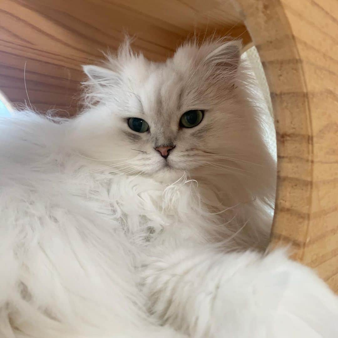 후추네큰언니のインスタグラム：「음파음파 . . . . .  #후추  #고양이  #냥스타그램 #캣스타그램  #Hoochu #Hoochuthecat #cat #cats #catstagram #catsofinstagram #topcatphoto #bestmeow #ilovecat #cute #fluffy #petstagram #instacats」