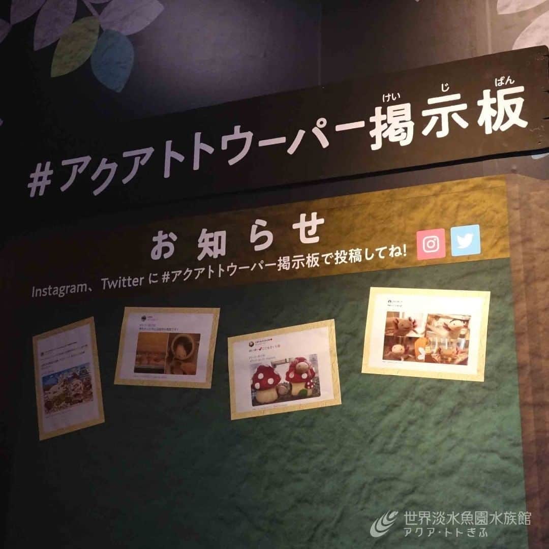世界淡水魚園水族館 アクア・トト ぎふのインスタグラム：「#アクアトトウーパー掲示板 投稿いただいたお写真を企画展の会場に掲出させていただきました！  ウーパールーパーに関する疑問や質問、自慢のウーパー紹介などを募集中です。みなさまの投稿を楽しみにしています。  #アクアトトウーパー掲示板 を付けて投稿してくださいね。 詳しい内容はHPをご覧ください。  #アクアトト #アクアトトぎふ #アクアトト岐阜 #aquarium #ウーパールーパー #axolotl #axolotls」