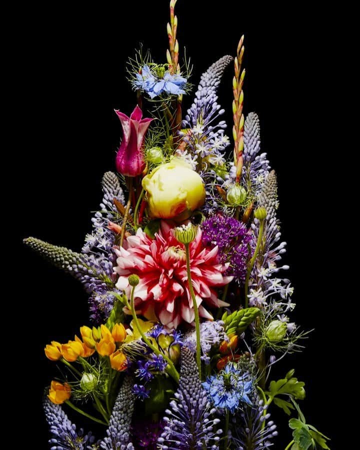 椎木俊介のインスタグラム：「Flowers  #azumamakoto #makotoazuma #shiinokishunsuke #amkk #amkkproject #flowers #flowerart #東信 #東信花樹研究所 #花  #timelapse」