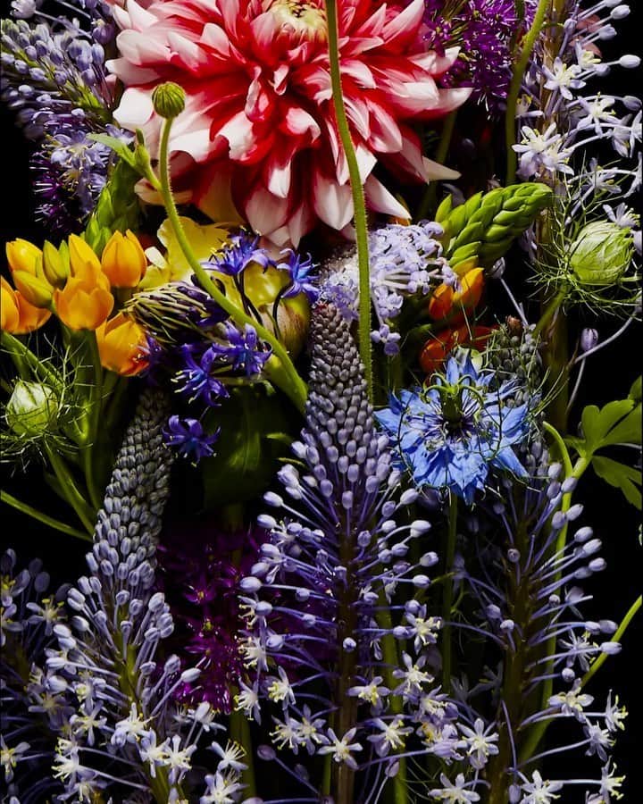 椎木俊介のインスタグラム：「Flowers  #azumamakoto #makotoazuma #shiinokishunsuke #amkk #amkkproject #flowers #flowerart #東信 #東信花樹研究所 #花  #timelapse」