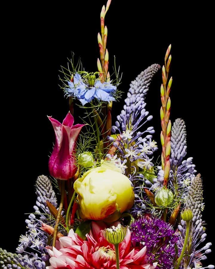 椎木俊介のインスタグラム：「Flowers  #azumamakoto #makotoazuma #shiinokishunsuke #amkk #amkkproject #flowers #flowerart #東信 #東信花樹研究所 #花  #timelapse」