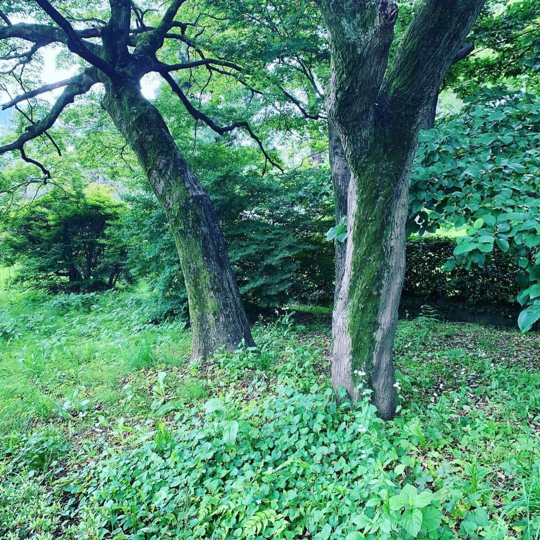 皇居ランナビのインスタグラム：「緑が多い皇居ですが、意外と日陰は少ないので、これからの季節は熱中症に気をつけましょう❗️ 皇居外周には基本的に自動販売機がありません💦  皇居を訪れる時は水分を持った方が安心ですよ〜😆 写真は乾門の先にある、森のよう一画。 ここを通るたびに、何かが居そうな気配に、つい振り返っちゃいます😊  #皇居 #皇居ランナビ #皇居ラン #皇居ランナー #おもてなしランナー #ランニング #ハシリマスタグラム #running #runner」