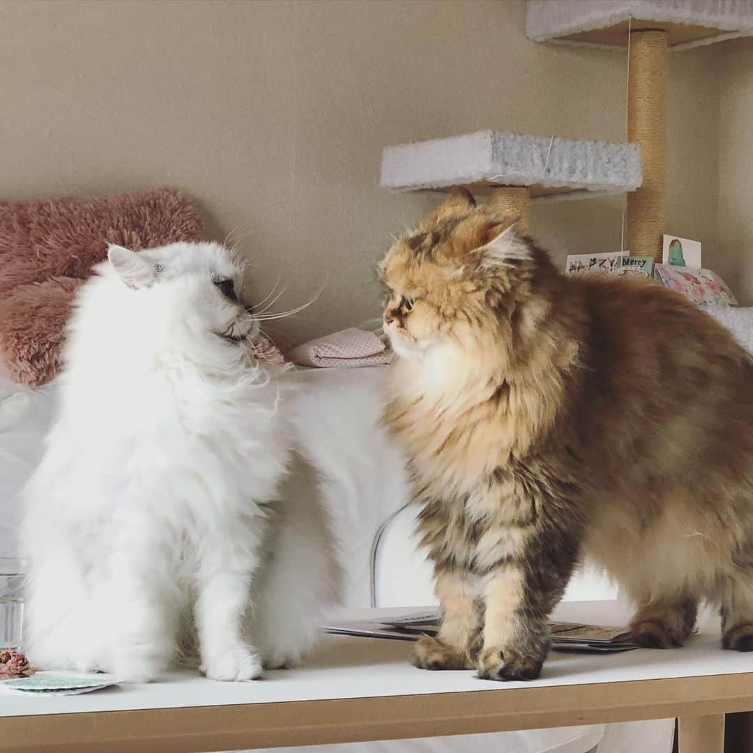堀田ゆい夏さんのインスタグラム写真 - (堀田ゆい夏Instagram)「珍しく並んでこっち向いてくれているところが撮れました🌱 それぞれ性格も違うし、好きな食べ物も全然違う。 気の強いくうちゃん（左）と、 ボワっとしてるぴいなっつ（右）  そして、相変わらず仲の悪さが伝わる4枚目の写真😂 くうちゃんから猫パンチが出る1秒前。 どちらもかわいい笑  #cat#catlover #persiancat #チンチラシルバー#チンチラゴールデン#ねこのいる生活 #ぴいな#くう#フェリシモ猫部」6月2日 11時50分 - yuika_a0902