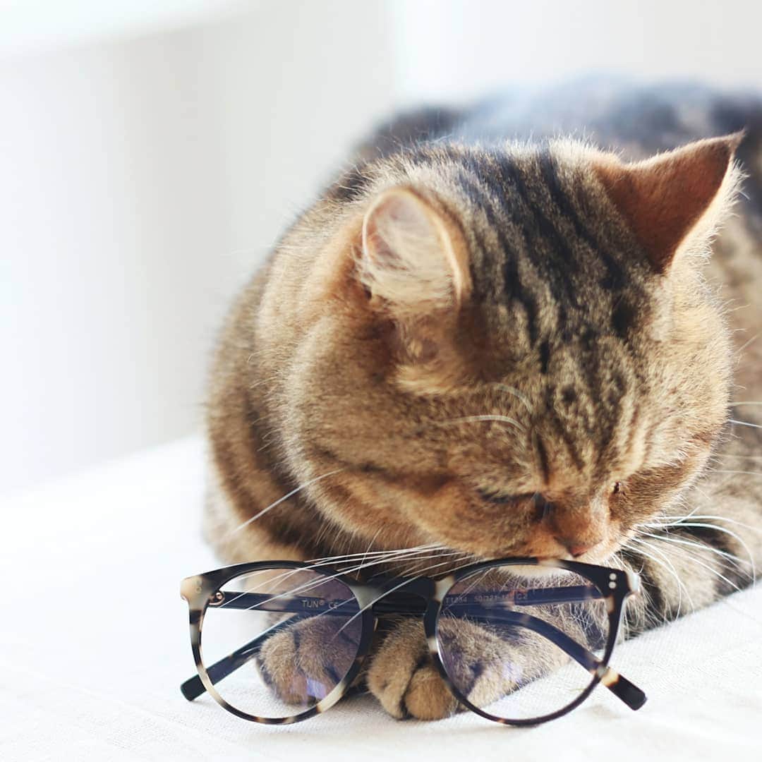 寅次郎（とらちゃん）さんのインスタグラム写真 - (寅次郎（とらちゃん）Instagram)「☆ stylish eyewear :@tijneyewear 👓💕 . @tijneyewear さまより スタイリッシュな眼鏡が届きました🤓 . 眼鏡は必需品だから1つは度を入れて、もう1つはサングラスにしてもいいかなと思っています😊 . 他にも素敵な眼鏡があったので良かったらチェックしてみてくださいね💓 . #TIJNatHome #眼鏡 #eyewear #pr . #cat #instagramjapan #cute #にゃんだふるらいふ #無敵の親バカ同盟#にゃんすたぐらむ #ねこ #猫 #猫のいる暮らし #igersjp #meow #gato #ふわもこ部 #エキゾチックショートヘア #貓 #catsofinstagram #ねこすたぐらむ #catsofday .」6月2日 12時26分 - torachanthecat