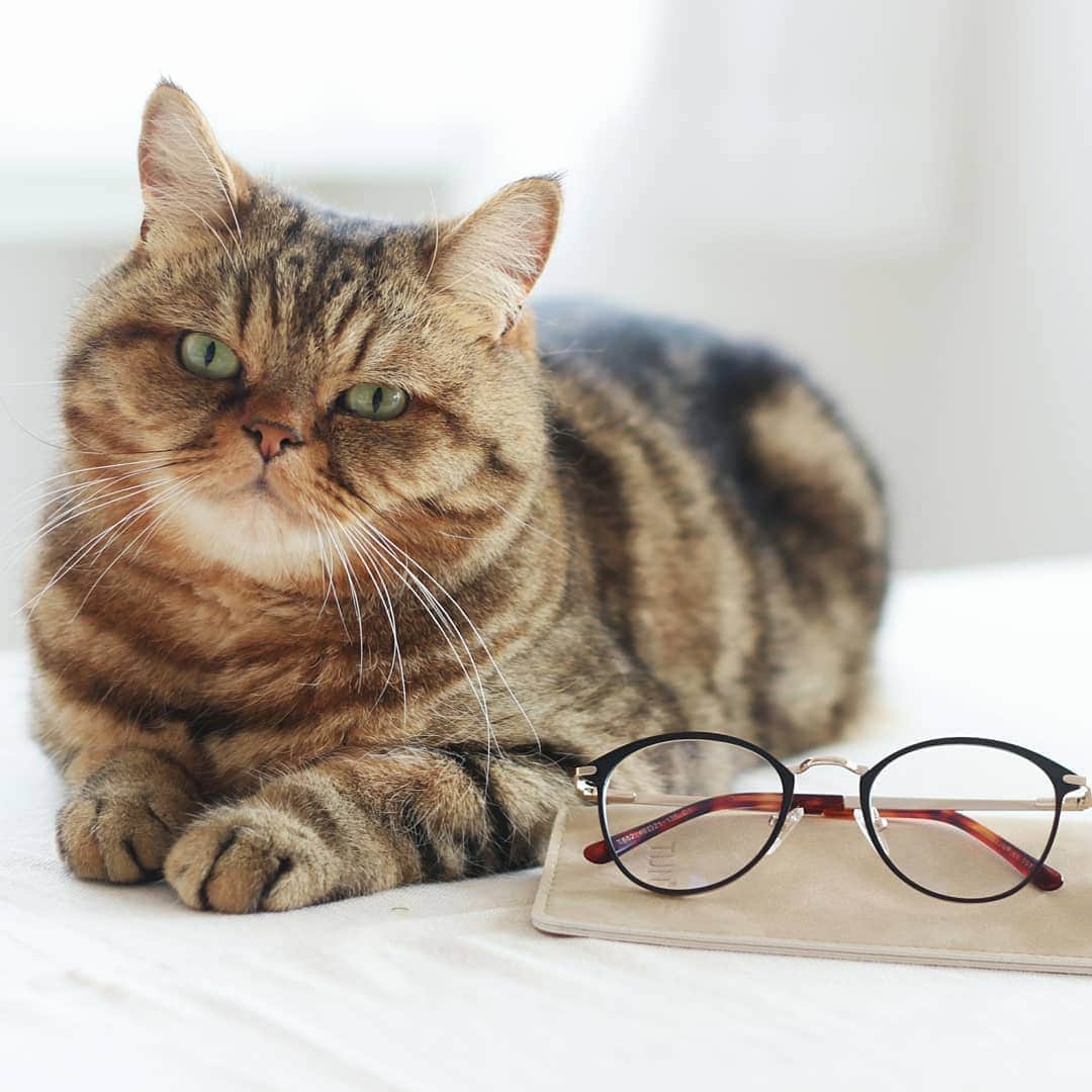 寅次郎（とらちゃん）さんのインスタグラム写真 - (寅次郎（とらちゃん）Instagram)「☆ stylish eyewear :@tijneyewear 👓💕 . @tijneyewear さまより スタイリッシュな眼鏡が届きました🤓 . 眼鏡は必需品だから1つは度を入れて、もう1つはサングラスにしてもいいかなと思っています😊 . 他にも素敵な眼鏡があったので良かったらチェックしてみてくださいね💓 . #TIJNatHome #眼鏡 #eyewear #pr . #cat #instagramjapan #cute #にゃんだふるらいふ #無敵の親バカ同盟#にゃんすたぐらむ #ねこ #猫 #猫のいる暮らし #igersjp #meow #gato #ふわもこ部 #エキゾチックショートヘア #貓 #catsofinstagram #ねこすたぐらむ #catsofday .」6月2日 12時26分 - torachanthecat