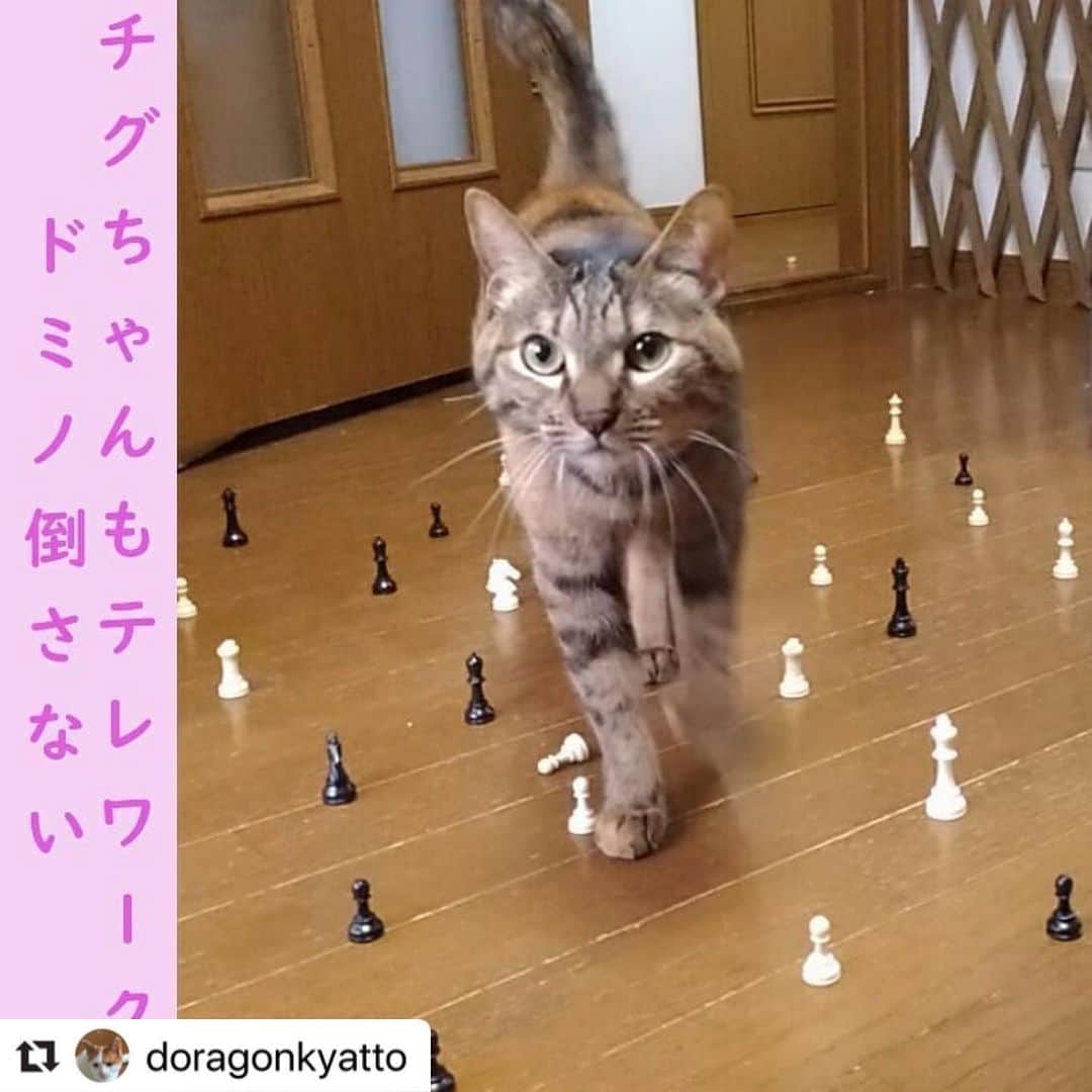 のインスタグラム：「チグちゃん🐱ももちゃんに引き続きレベル1-10までコンプリートです💯💮 その中からドミノ倒さないを紹介！みなさまもコンプリートぜひ目指してみてください🌟😸 .  #Repost @doragonkyatto with @make_repost ・・・ #チグちゃん #テレワーク #スタペグラム #スタペ応募_ドミノ倒さない」