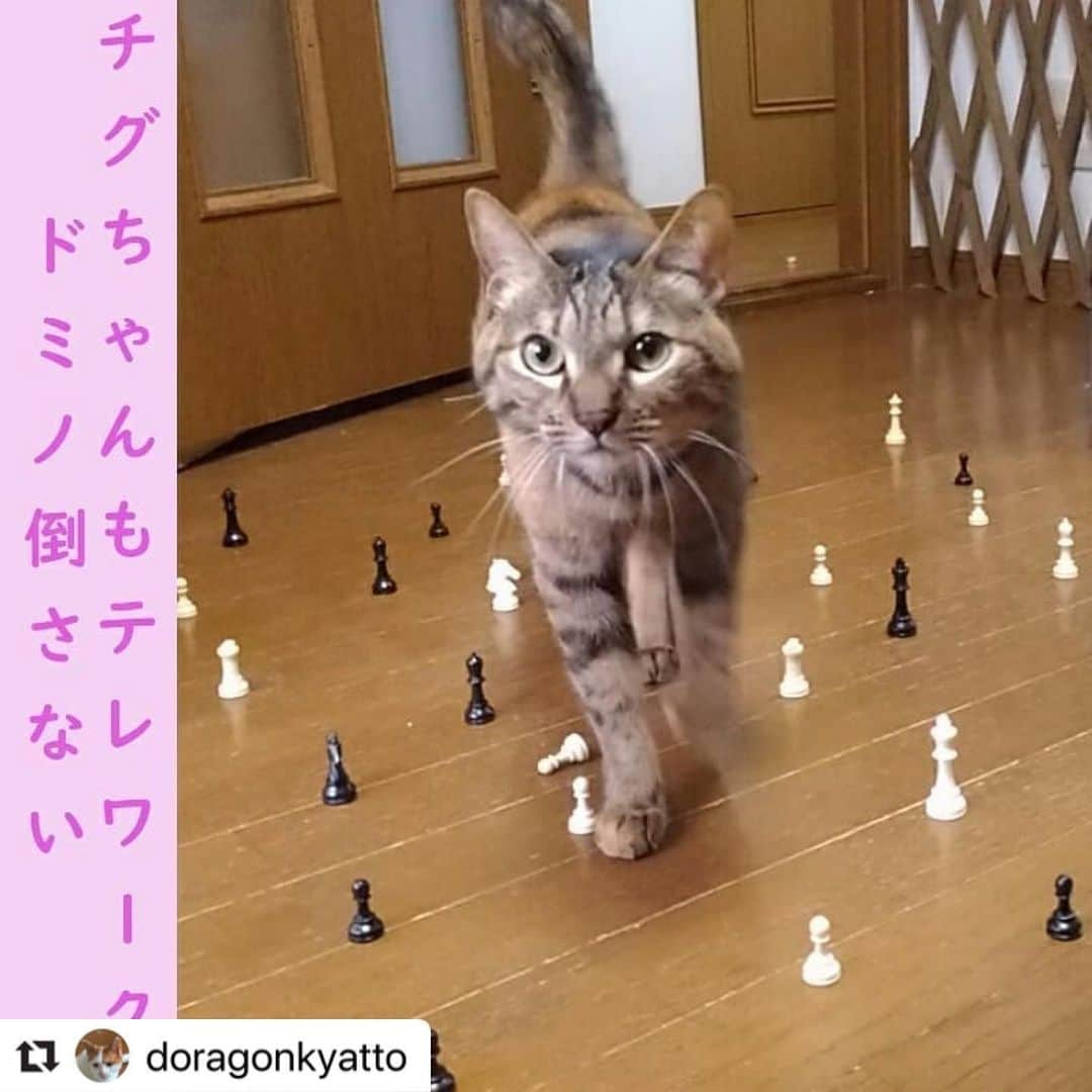 スタペ／スターペットさんのインスタグラム写真 - (スタペ／スターペットInstagram)「チグちゃん🐱ももちゃんに引き続きレベル1-10までコンプリートです💯💮 その中からドミノ倒さないを紹介！みなさまもコンプリートぜひ目指してみてください🌟😸 .  #Repost @doragonkyatto with @make_repost ・・・ #チグちゃん #テレワーク #スタペグラム #スタペ応募_ドミノ倒さない」6月2日 12時35分 - _starpet_