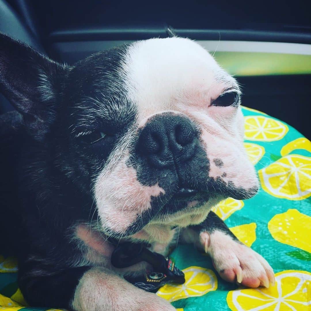 のインスタグラム：「病院に連れて行かれる事に気付いて しまったおネギ。  #bostonterrier #おネギ」