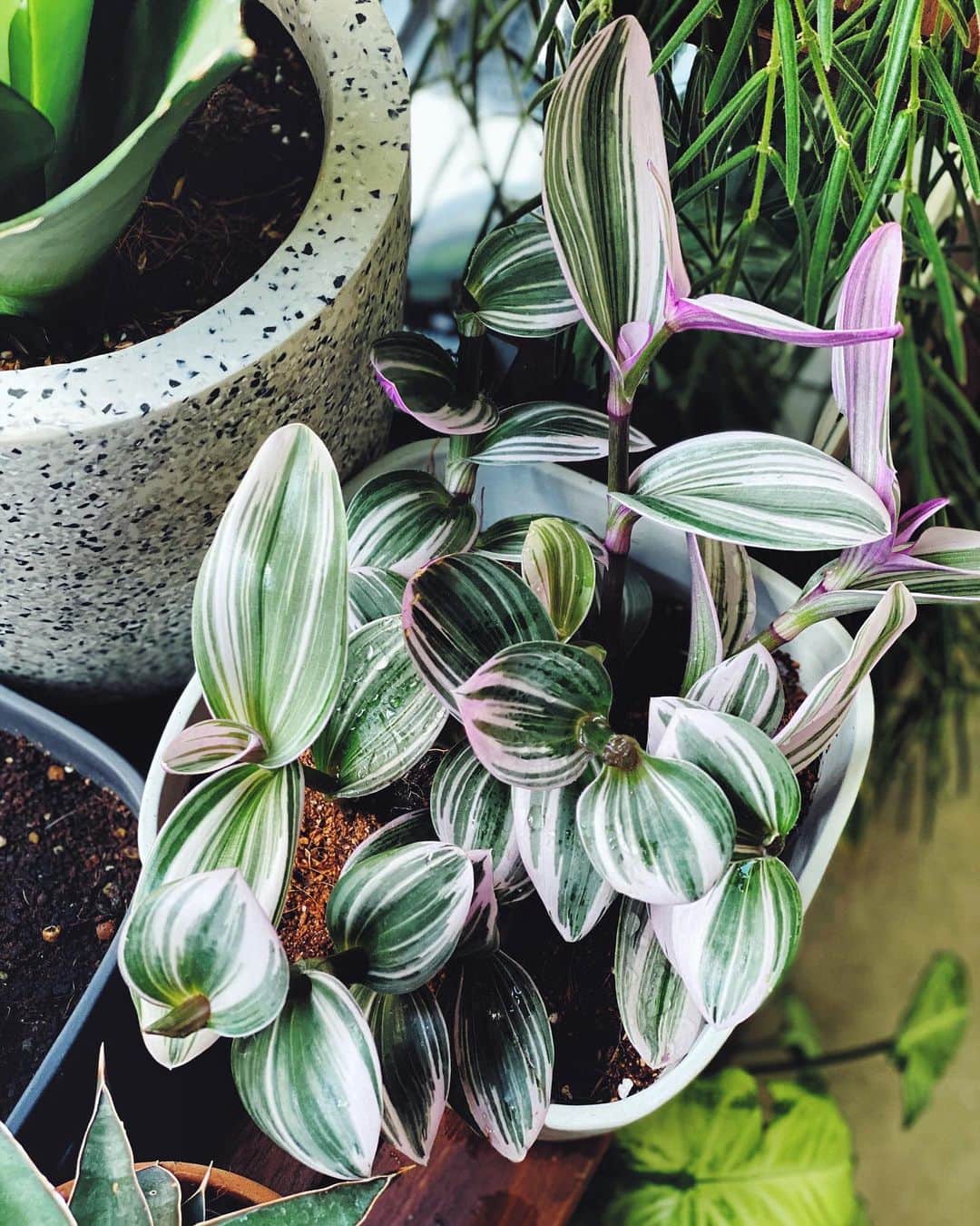 鄭碧瑩のインスタグラム：「Cut and stick it back into the soil. If only all plants are this easy. Looking forward to the day we can visit nurseries again! . . . .  #plantstagram #plantsofinstagram #houseplants #plantsmakepeoplehappy #botanical #instaplants #plants #foliage #leaf #plantflife #springintoplants #plantlady #plantpotters #crazyplantlady #houseplantclub #helloplantlover #plantshelfie #houseplantsofinstagram #houseofplantlovers #junglecollective #vsco #vscogram #vscocam #vscogrid #vscoplants #tradescantiananouk #tradescantia #urbanjunglebloggers #stayhome」