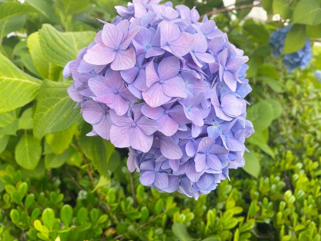下村彩里さんのインスタグラム写真 - (下村彩里Instagram)「毛利庭園からお伝えしました💠#報道ステーション#気象情報 ✴︎ 紫陽花は"紫"と書きますが、色も形も種類が沢山。 ✴︎ 2枚目の紫陽花は、おそらく 『ダンスパーティー』という名前のアジサイ。 ✴︎ え！ダンスパーティー！？！？ ✴︎ ✴︎ でも言われてみると.... 確かに風に吹かれると踊っているような....💃🤣 ✴︎ 近所に咲いていて、いつも可憐な姿に癒されます。 ✴︎ #通勤中や散歩中に見つけた #紫陽花 #アジサイ #6月 #季節を感じるお花  #紫陽花の種類勉強中 #詳しい方がいらっしゃいましたら教えてください☺️ ✴︎ #最後に #去年のカレンダー写真撮影のオフショット📷 #1年前 ✴︎ ✴︎ #下村彩里#テレビ朝日アナウンサー#テレビ朝日#テレ朝#アナウンサー#アナウンサー衣装#花のある暮らし#写真好きな人と繋がりたい#anchor#flowers#Japan」6月3日 0時03分 - sairi.shimomura_ex