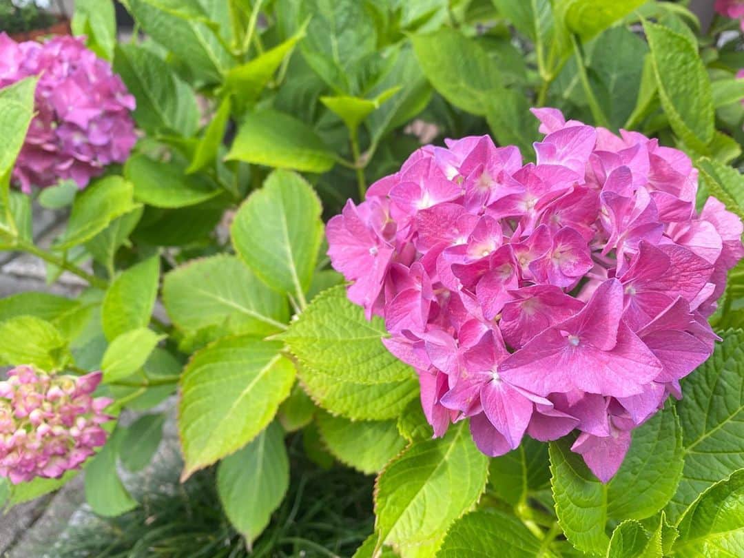 下村彩里さんのインスタグラム写真 - (下村彩里Instagram)「毛利庭園からお伝えしました💠#報道ステーション#気象情報 ✴︎ 紫陽花は"紫"と書きますが、色も形も種類が沢山。 ✴︎ 2枚目の紫陽花は、おそらく 『ダンスパーティー』という名前のアジサイ。 ✴︎ え！ダンスパーティー！？！？ ✴︎ ✴︎ でも言われてみると.... 確かに風に吹かれると踊っているような....💃🤣 ✴︎ 近所に咲いていて、いつも可憐な姿に癒されます。 ✴︎ #通勤中や散歩中に見つけた #紫陽花 #アジサイ #6月 #季節を感じるお花  #紫陽花の種類勉強中 #詳しい方がいらっしゃいましたら教えてください☺️ ✴︎ #最後に #去年のカレンダー写真撮影のオフショット📷 #1年前 ✴︎ ✴︎ #下村彩里#テレビ朝日アナウンサー#テレビ朝日#テレ朝#アナウンサー#アナウンサー衣装#花のある暮らし#写真好きな人と繋がりたい#anchor#flowers#Japan」6月3日 0時03分 - sairi.shimomura_ex
