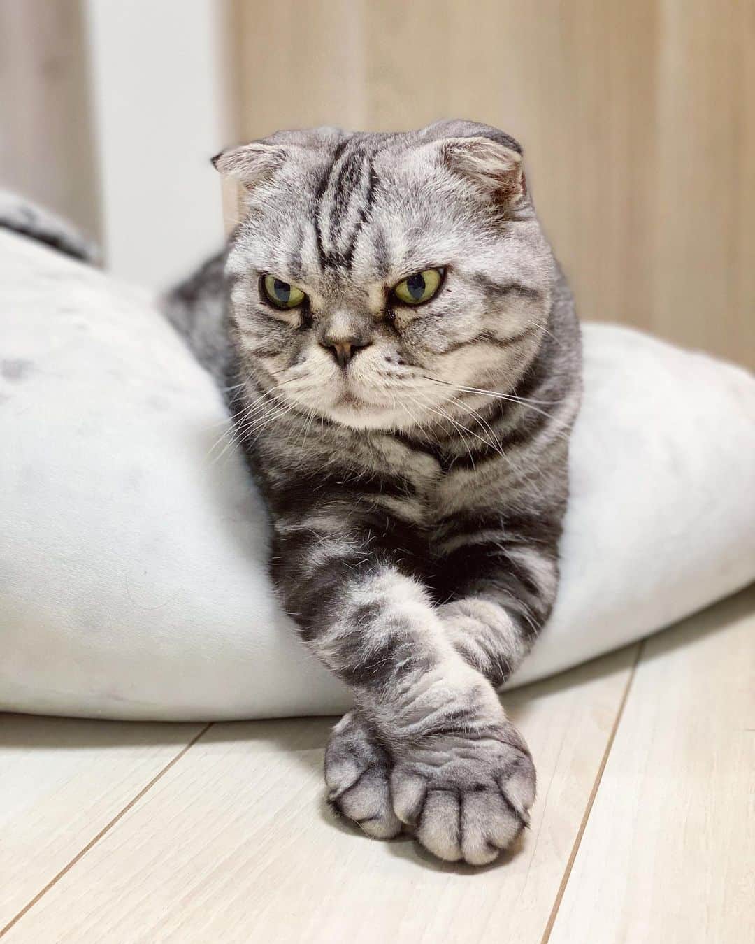 Shishi-maruのインスタグラム：「🐱また明日😄 🐱Good night:) ーーーーーーーーーーーーー 🌺「渋ネコ ししまるさん」ねこのきもちWEB MAGAZINE にて毎週金曜日エッセイの連載中 ーーーーーーーーーーー 📕「ぷっちねこ。」「3匹のちいさな猫を召喚できたなら」「ちいさな猫を召喚できたなら」徳間書店より単行本発売中 ーーーーーーーーーーー ⭐︎ねこ漫画→@tacos_cat 🌺Twitter →@taco_emonemon ーーーーーーーーーーー」