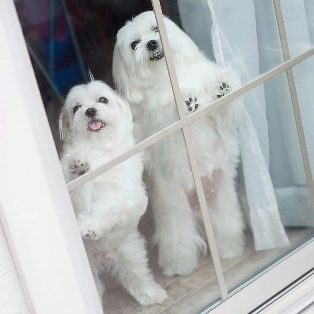 のインスタグラム：「I tried to open the door but this girl... the only thing she does is smile! 😬 ・・・ #toocutetuesday#toocutetohandle#heygirlhey#hersmile#shesmiles#cheesesmile#smilehard#beautifulsmile#smalljoys#twodogs#funwithdogs#dogsmile#happydoggo#happydog#paws#standingdog#letmeout#letusout#wholetthedogsout#lookatme#lookhere#toocuteforwords#toocute#maltese#malteselove#maltesegram#maltesedog#malteselife#malteselovers#malteseofinstagram」