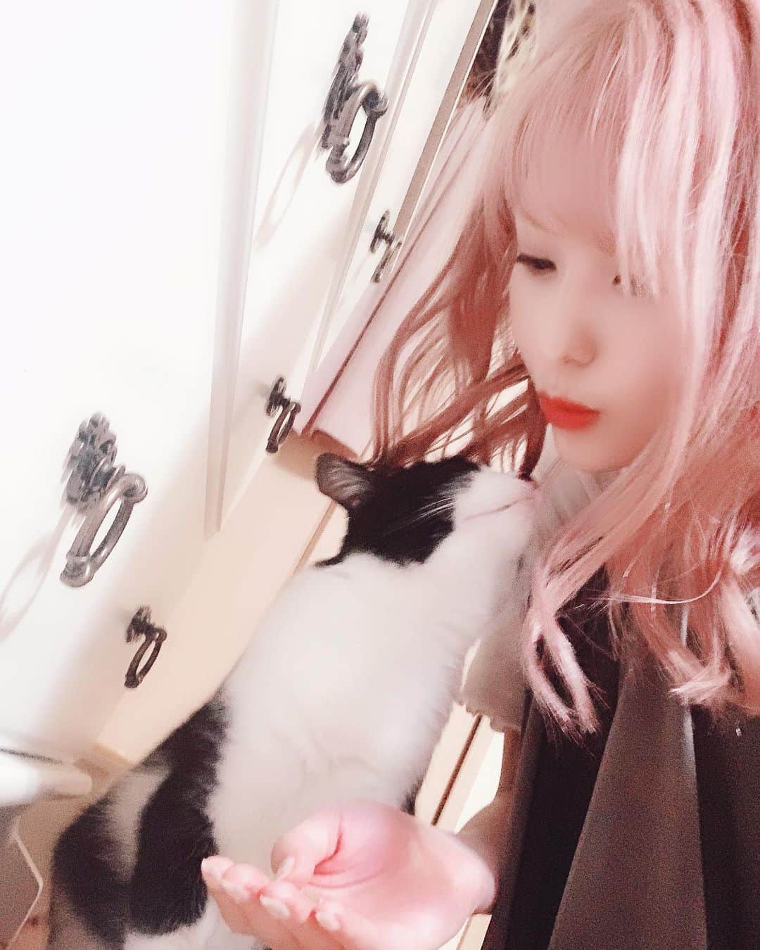 みはとのインスタグラム：「びびさんも元気🐾 ・ ・ ・ #ご飯ねだってる #もとから甘えん坊だけど #最近より一層 #あまったれねこ #自粛中に #びびさん太りました #そして #5歳になったよ ・ #neko #nekostagram  #白黒 #ハチワレ #nyanstagram」