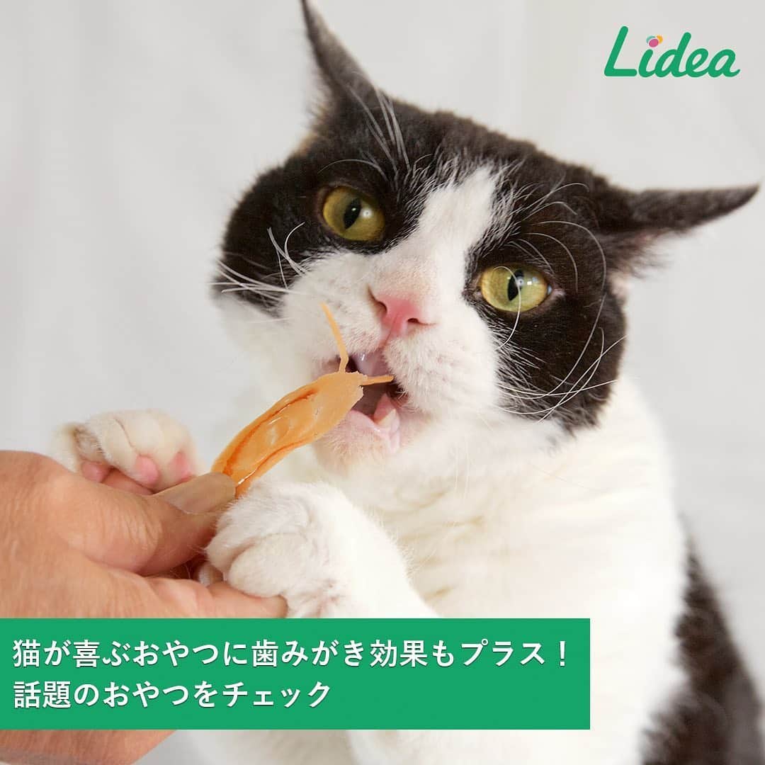 irodori - くらしを彩るウェブマガジン -さんのインスタグラム写真 - (irodori - くらしを彩るウェブマガジン -Instagram)「たくさん種類があって迷ってしまう、猫ちゃんのおやつ😻 「歯みがきおやつ」など、機能性のある製品も増えています。 ・ 猫は、人よりも歯垢が歯石になるスピードが速いことがわかっています❕ そのため、猫にとっても歯みがきや、「歯みがきおやつ」を噛むことで、 お口の健康を維持することはとても大切☝ ・ そうはいっても、自由気ままな猫ちゃんたちには 歯みがきが苦手な子も多いですよね💦 ・ 歯みがきより手軽な「歯みがきおやつ」に対しても、 「うちの子が気に入ってくれるか心配」と思う飼い主さんもいるようです。 ・ でも、最近の猫の「歯みがきおやつ」は、にぼしをはじめとした素材系、 カリカリ系、ペースト系、スティック系など、 さまざまなタイプが登場しており、味の種類も豊富❤ 食通の猫ちゃんでも、お気に入りがきっと見つけられますよ👍 ・ たとえば、「ギザギザチューブ形状」で、 猫ちゃんが噛むとギザギザに歯が当たって 歯の汚れをしっかりかき取る工夫がされている製品もあります😃 ・ おいしいおやつから手軽にお口のケアをはじめれば、 飼い主さんもあせらず歯みがき習慣づくりに向き合うことができそうですね💁 ・ 生活情報メディア「Lidea」では、 「猫が喜ぶおやつに歯みがき効果もプラス！話題のおやつをチェック」という記事を紹介しています。 プロフィールのリンクからどうぞ☘ @lidea_lion ・ #Lidea #LION #ライオン #ライオン株式会社  #猫 #ペット #おやつ #猫のおやつ #歯みがきおやつ #猫のオーラルケア #PETKISS #歯みがき #ニオイ #ネコ #ねこ　#ペットケア #ライオンペット　@lion_pet_cat」6月2日 15時35分 - lidea_lion