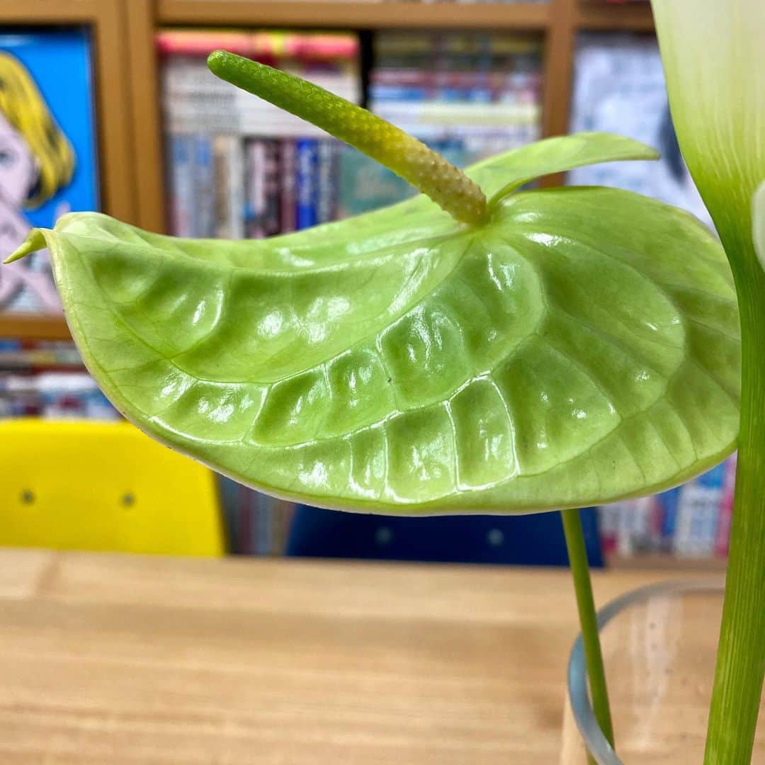 江口寿史さんのインスタグラム写真 - (江口寿史Instagram)「全館営業再開なったアトレで花を買ったよ。たまには絵の中に花でも描こうかと思って。緑色のアンスリウムとカラー。どちらもシンプルで好きな花。ゴテゴテこみいってないから絵に描きやすいとこもマル 笑」6月2日 15時50分 - egutihisasi