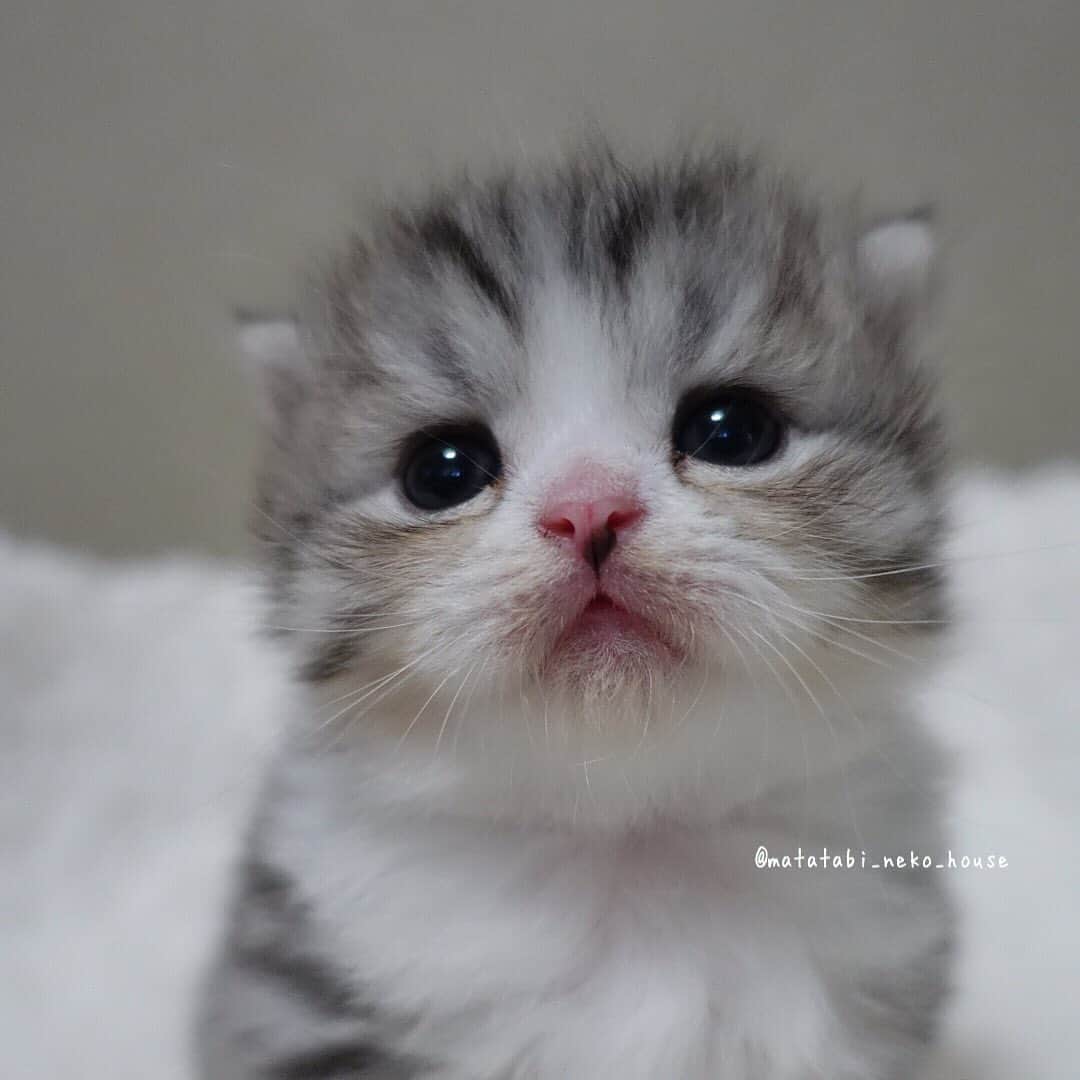 旅猫かあさんさんのインスタグラム写真 - (旅猫かあさんInstagram)「🌞BABY CAT  2020年5月6日生まれ  次男くん ・ ・ #またたび猫ハウス　#子猫　#猫　#スコティッシュフォールド　#scottishfold #scottishfoldkitten #9gag #topcatphoto #kittensofinstagram #instagramcat #adorable #cat_features #catsofnstagram #thedodo #animalsco #weeklyfluff #catloversclub #meowed #cutepetclub #cat_of_world #thedailykitten」6月2日 16時39分 - matatabi_neko_house
