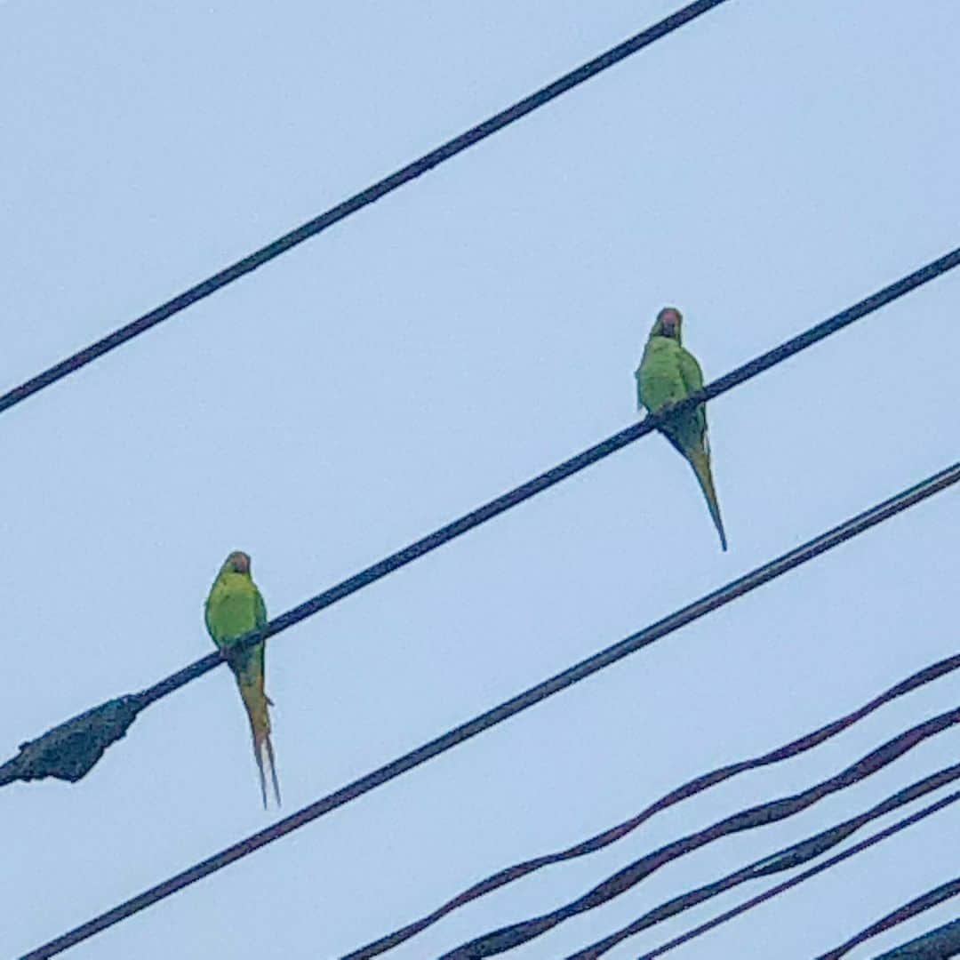 金澤ダイスケさんのインスタグラム写真 - (金澤ダイスケInstagram)「早朝に散歩をしていたら、GreenなBirdが5羽くらいいてビビったんだけど、東京ってこんなトロピカルな鳥が普通にいるの？！？！ 目が悪いので、インコなのかどうなのかも確認取れません。 昨日のダイスケ珈琲店でGreen Bird言いまくったから、全てがこう見えているのかと、一瞬自分を疑った。 #greenbird」6月2日 17時08分 - daisukekanazawa_ff