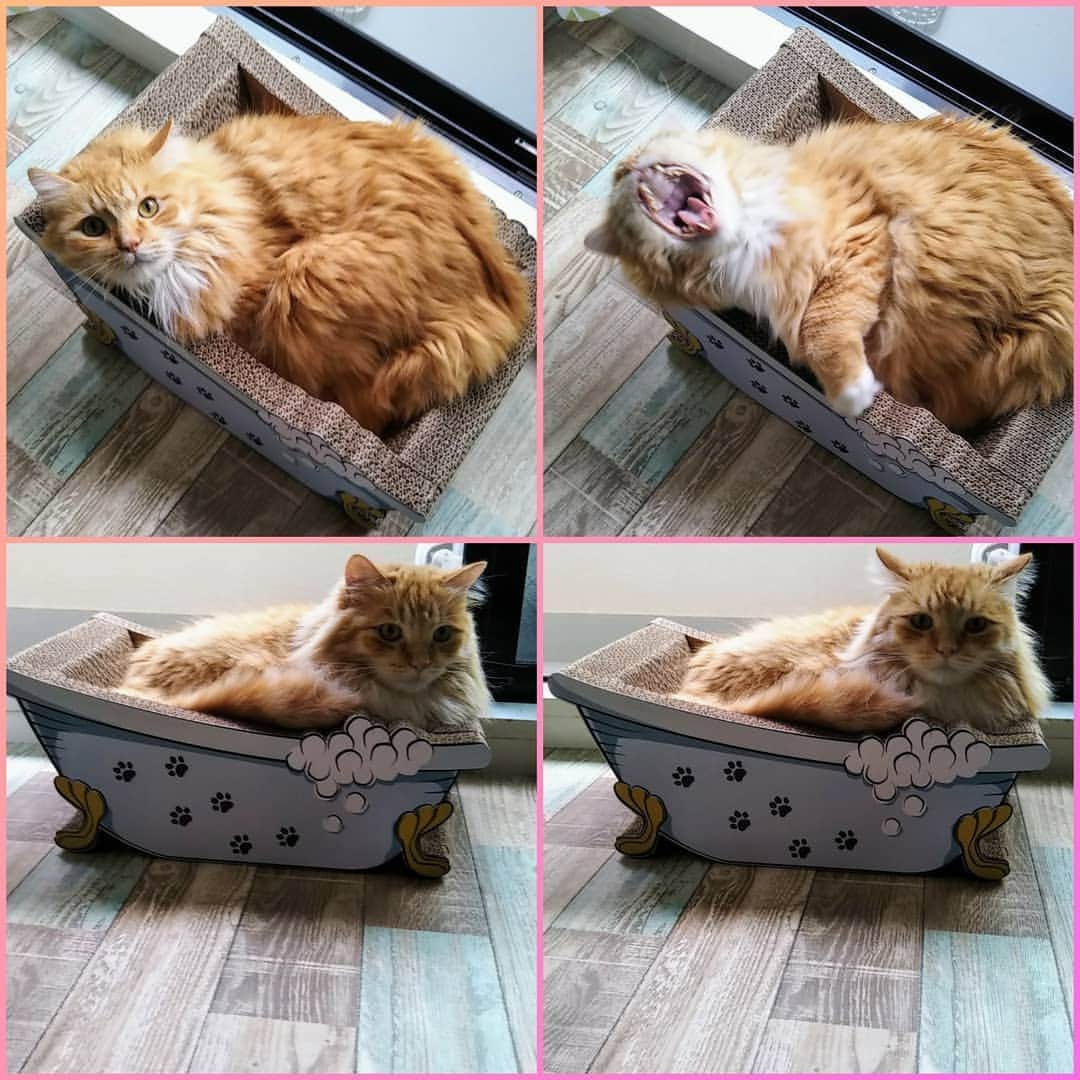 テレンス・リーのインスタグラム：「みかんくん「お風呂を買ってもらいましたニャ…気持ちいいニャ…ニャニャニャ？これは爪研ぎニャ？」 #猫 #ねこ #ネコ #もふもふ猫 #もふもふ部」