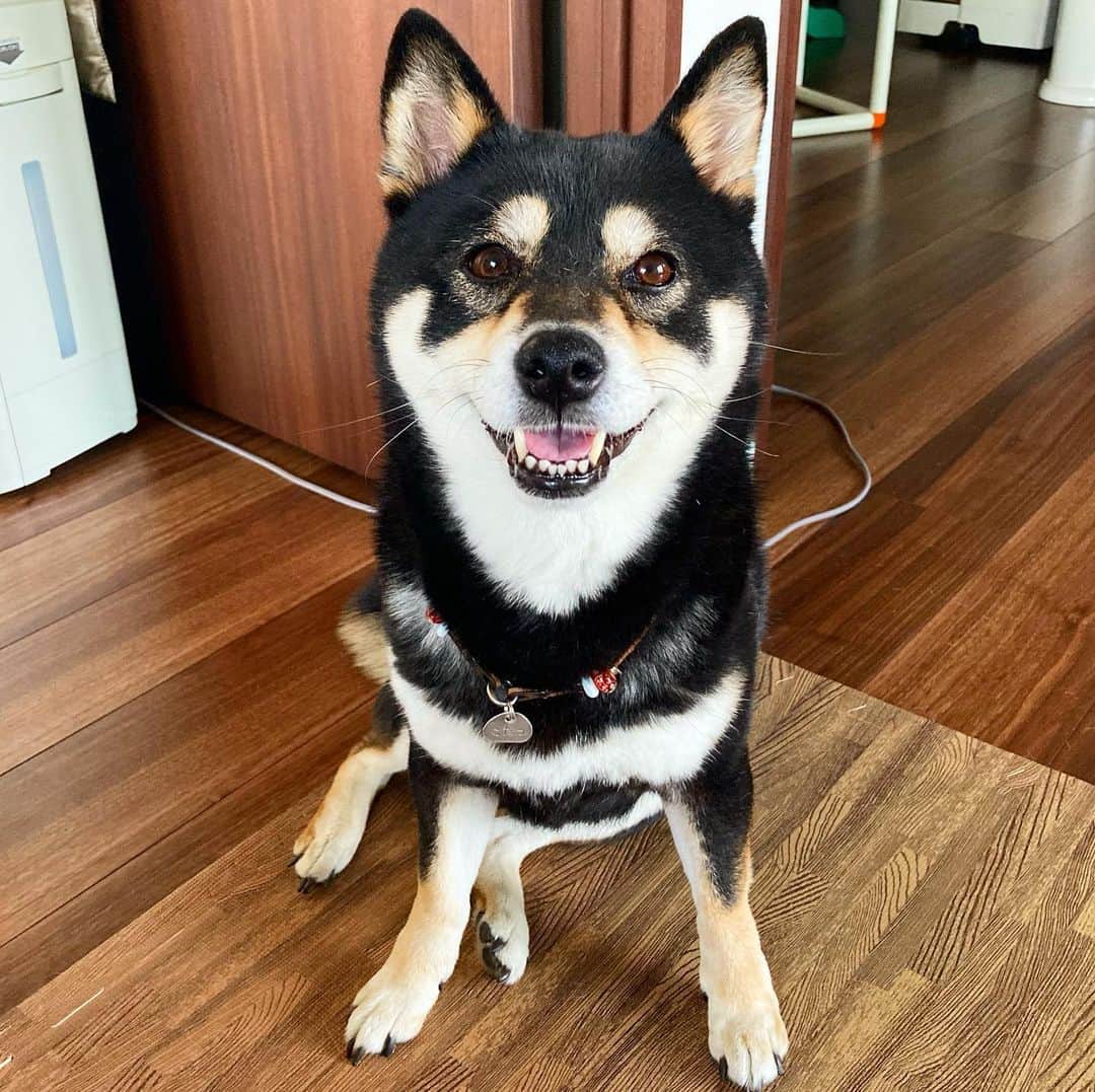 vo_coのインスタグラム：「🐾 ニコニコのこたつさん  なぜなら… 約2か月ぶりに小僧が保育園に行って日中いなかったから😂 久しぶりの保育園でお預けでこの世の終わりかってくらいギャン泣きしてたけど、どうだったかな…もうすぐ帰ってくるね 今日は少し優しくしてあげなよ？ * #shibastagram #instashiba #shiba #shibainu #黒柴 #柴犬」