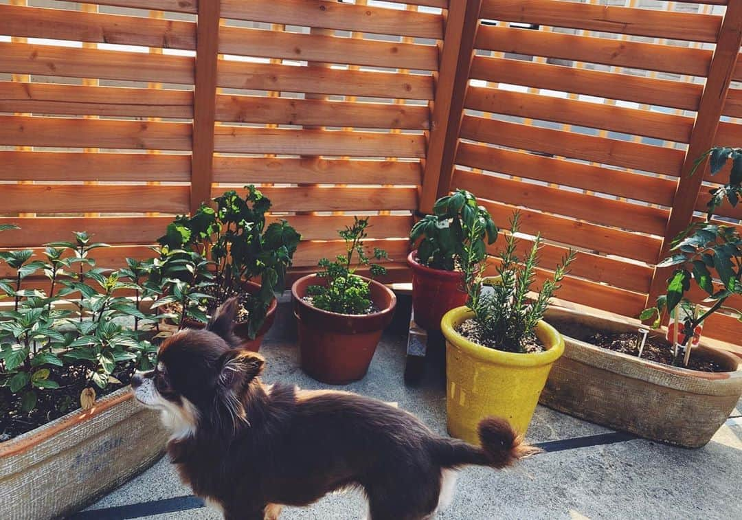 大政絢さんのインスタグラム写真 - (大政絢Instagram)「お日様気持ちいいね☀️ 元気に育って〜🌱夏の日差しに負けないでね🌱  #ベランダ#愛犬#ロングコートチワワ」6月2日 18時14分 - aya_omasa_official