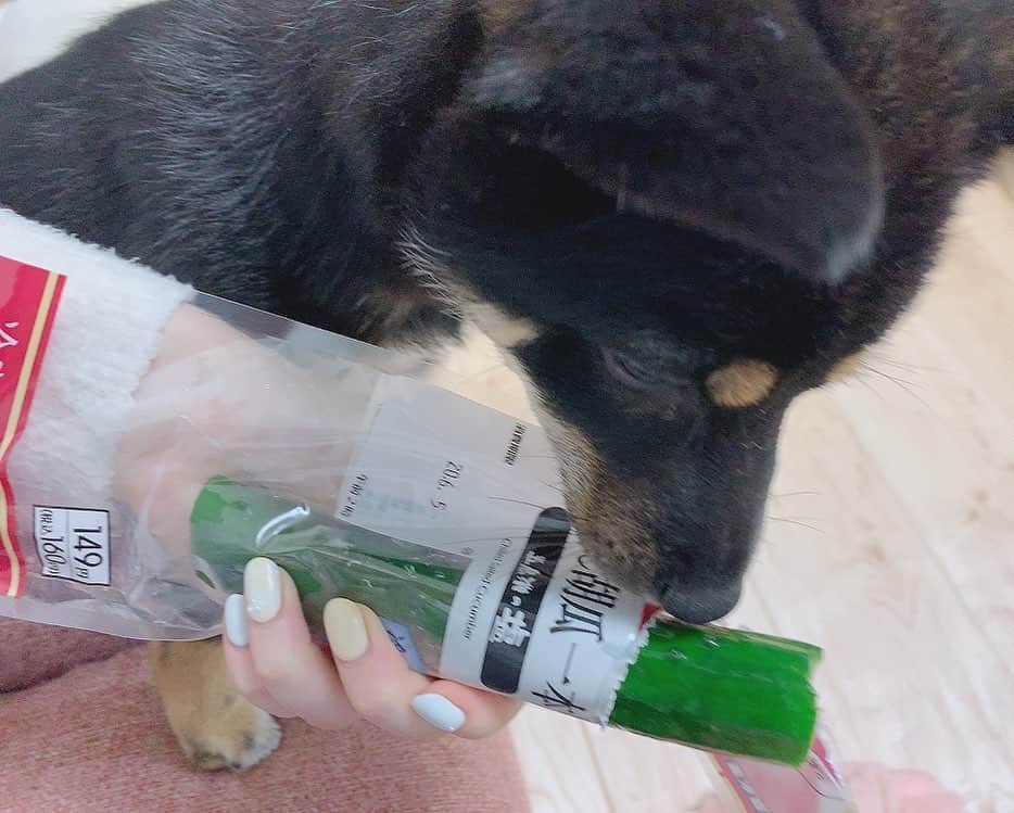 環奈（長沢菜々香の飼い犬）のインスタグラム：「胡瓜気になる🥒 . . .  #豆柴#柴犬#日本犬#黒柴#黒豆柴#まめしば#しばいぬ#しば#しばすたぐらむ #こいぬ #柴  #ここ柴部#柴子犬 #shibalove #mameshiba #kuroshiba #shibainu #shiba #shibadog #shibastagram #shibastyle#なーこ#長沢菜々香」