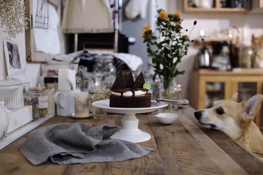 maggydaisyのインスタグラム：「_  これ、もあのかなぁ？  チョコレートはさすがにダメだよ、残念。  珍しく夜のリビング 昨日の話。」