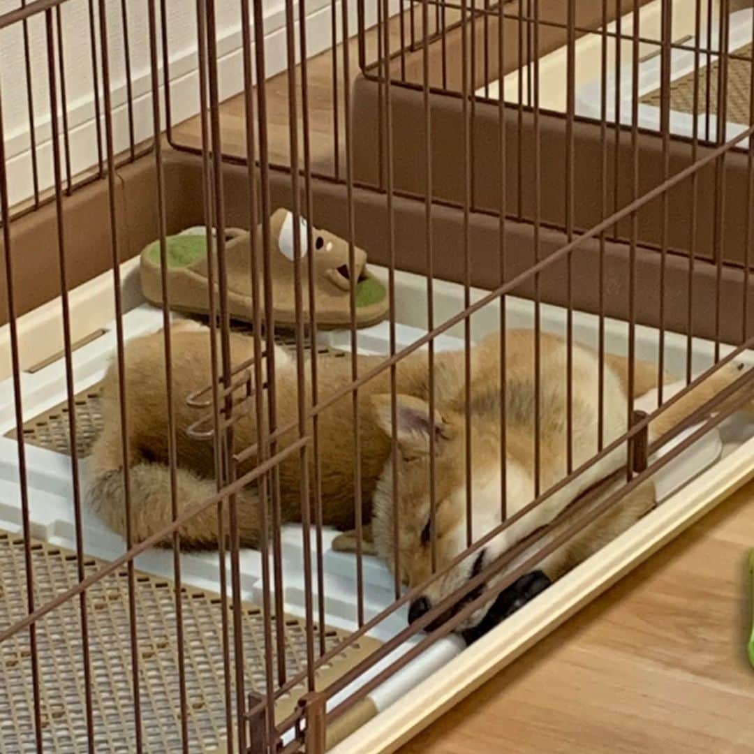 環奈（長沢菜々香の飼い犬）のインスタグラム：「L . . .  #豆柴#柴犬#日本犬#黒柴#黒豆柴#まめしば#しばいぬ#しば#しばすたぐらむ #こいぬ #柴  #ここ柴部#柴子犬 #shibalove #mameshiba #kuroshiba #shibainu #shiba #shibadog #shibastagram #shibastyle#なーこ#長沢菜々香」