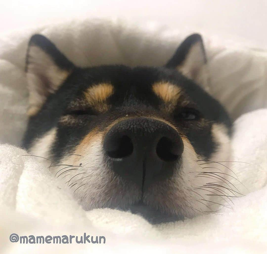 まめ丸さんのインスタグラム写真 - (まめ丸Instagram)「* * もうねむくておはなカサカサ🐽 おやすみー🐶⭐️ * good night🐶⭐️ #boopthesnoot * #ウインク #できてるかな🐶💓 #まめ丸おねむ シリーズ * #柴犬#豆柴#柴#黒柴#黒豆柴#犬#いぬのきもち#shiba#shibainu#shibastagram#shibadog#puppy#instadog#dogstagram#dog#mameshiba#instashiba#petstagram#pet#buzzfeedanimals#cute#cutedog#강아지#멍스타그램#doglover#worldofcutepets」6月3日 0時13分 - mamemarukun