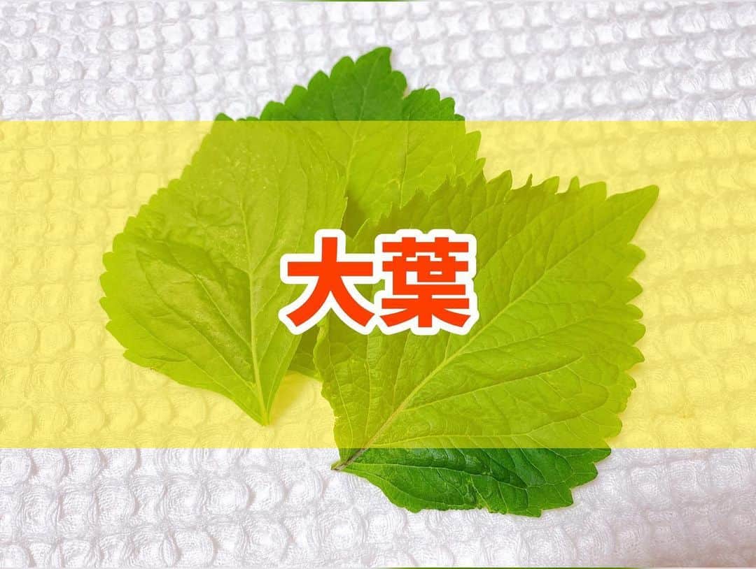 菅長愛子のインスタグラム：「大葉🌿 ． 最近、家庭菜園している大葉🌿をご飯作る時に使ってます☝️ ． ■大葉は食欲を促し消化を促進する効果👌 →大葉に含まれるペリルアルデヒドは、胃酸の分泌を促すので食欲が増します😋 抗菌作用もあるので食中毒などを予防してくれます！ ． ■免疫力増加👌 →大葉には、皮膚や粘膜を丈夫にする効果があります。 免疫力を高めてウィルスの進入を防いで風邪の予防などにも◎ ． ■血液をサラサラにし、血行を良くする効果👌 →大葉には血液をサラサラにする効果が！ これにより新陳代謝が上がり、脂肪を落としたりデトックス効果も期待できますよ。 また、血行が良くと貧血や高血圧、冷え性などの改善にも効果があります！ ． ． #ダイエット  #ダイエットメニュー  #ダイエットご飯  #ご飯  #つくりおき  #メニュー  #献立 #おうちご飯  #トレーニング女子  #血糖値  #健康  #ダイエット飯 #ヘルシー料理  #手料理  #昼ごはん  #ランチ  #晩御飯 #夜ご飯  #サラダ  #献立  #レシピ  #recipe  #ヘルシーメニュー好きと繋がりたい」