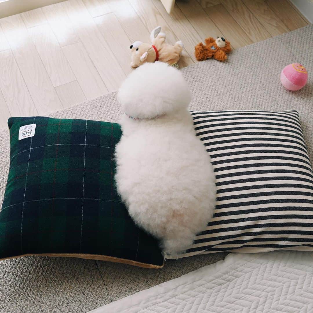 ゆうのインスタグラム：「. . ちょうど真ん中🐶 . . . .」