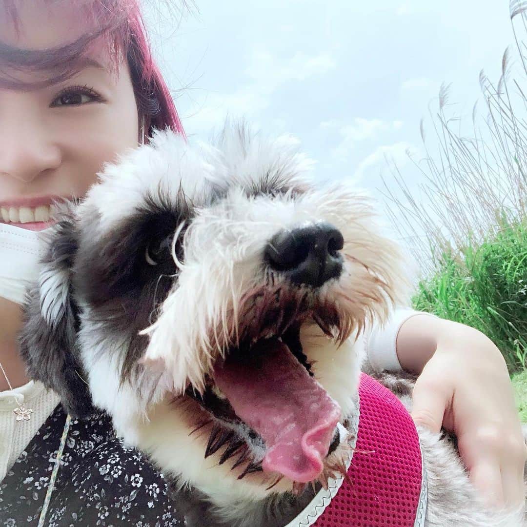 たかはしゆいさんのインスタグラム写真 - (たかはしゆいInstagram)「・ 走り方がるんるんしてる😍❤️ ・ しっぽがアンテナみたいでかわいいなぁ😍😍😍 ・ ・ #愛犬 #きぃたん #ミニチュアシュナウザー #シュナウザー #シュナスタグラム #dogstagram #いぬばか部 #わんこのいる暮らし #保護犬を飼おう #たかはしゆい」6月2日 19時20分 - t.yuirin