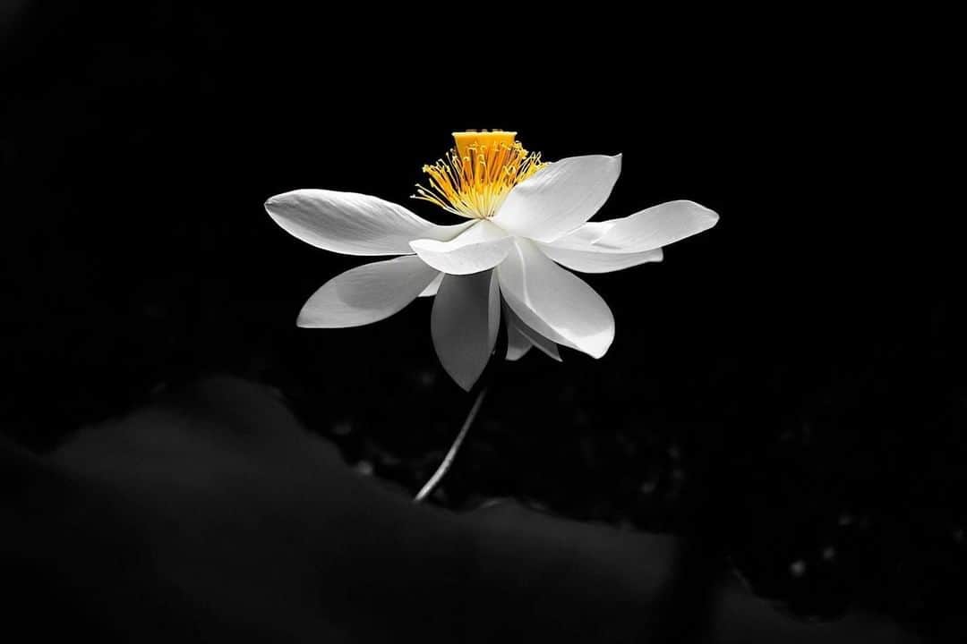 花の写真館のインスタグラム：「Photo by 本間 穣.⠀ .⠀ Original Post[投稿いただいたURL]⠀ https://www.facebook.com/photo.php?fbid=728803284203936⠀ .⠀ 本アカウントは、 #私の花の写真 をつけてInstagramに投稿された皆さまの花の写真や、「花の写真館」Facebookページで投稿された花の写真を紹介します。⠀ 「花の写真館」Facebookページは、「 @floral.photograph 」のプロフィールにあるURLからご覧ください。⠀ .⠀ ※各自、政府、自治体など公的機関の指示に従った行動をお願いします。⠀⠀ 東京カメラ部および分室では、写真を「見る楽しみ」を提供することを通して、微力ながら皆様にわずかな時間でも癒しをお届けしたいと思っております。⠀ ※本アカウントは東京カメラ部がFacebook、Instagramのサービスを利用して運営しているもので、Facebook社・Instagramとは一切関係ありません。⠀ .⠀ #花の写真館 #floralphotograph #floralphoto #flower #flowers⠀ Follow: @floral.photograph」