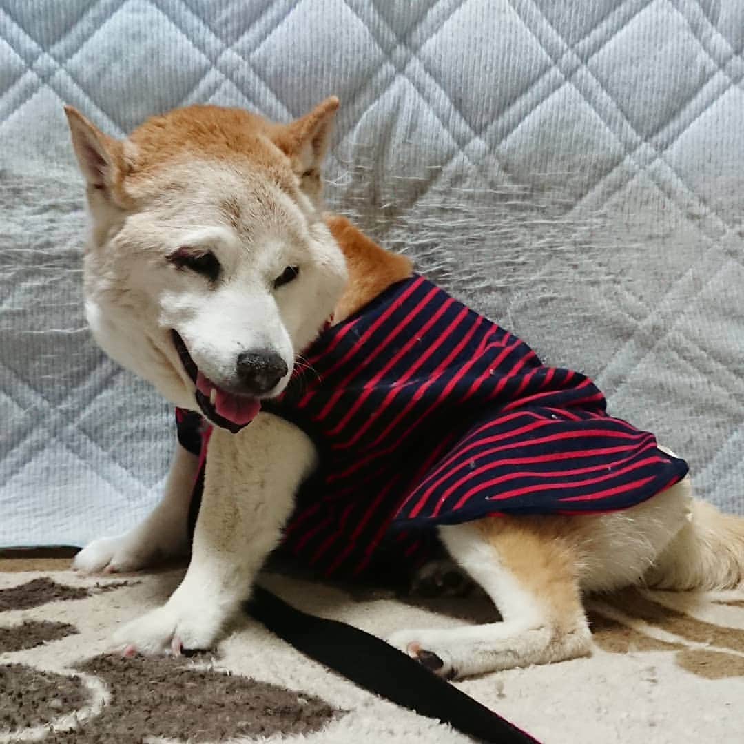 柴子のインスタグラム：「「あ、どうも。 こんばんは。』 柴子(仮名)、元気ですよ(о´∀`о) #柴犬　#shibainu #shibastagram  #しばいぬ #秘密結社老犬倶楽部」