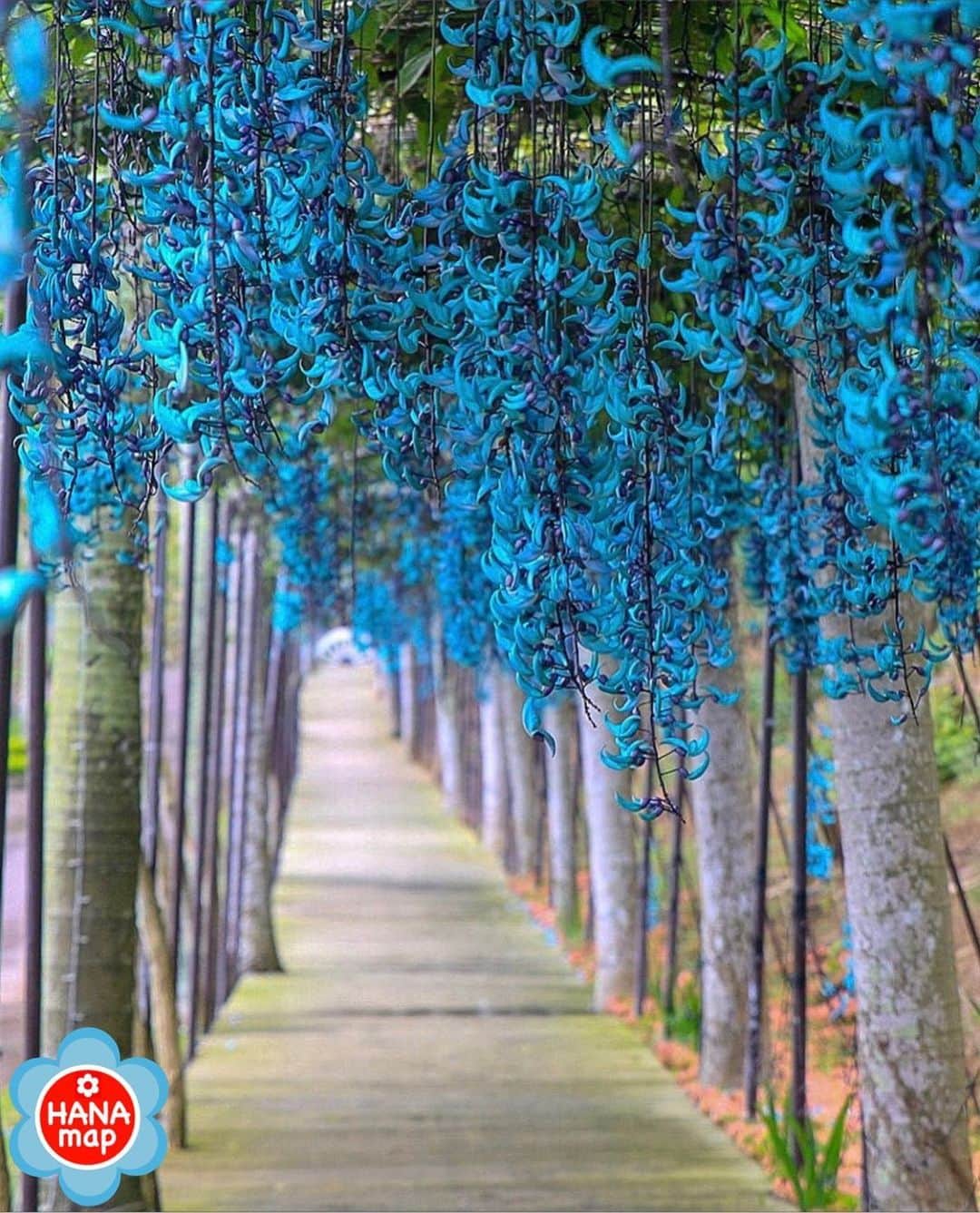 はなまっぷ❁日本の花風景さんのインスタグラム写真 - (はなまっぷ❁日本の花風景Instagram)「はなまっぷ🌸心に残る花風景 * @k_okinawasea さんの  心に残る花風景に花まるを💮 * 人々の心にも花が咲く日本の美しい花風景をありがとうございます😊🌸 * 沖縄　#東南植物楽園 Southeast botanical gardens, Okinawa Pref. * 🌼ヒスイカズラの花言葉📝🌼 私を忘れないで * ※春夏秋冬季節を問わず、みなさんの心に残る素敵な花風景をご紹介させていただいています。 * 🌸•••🌸•••🌸•••🌸•••🌸•••🌸 * みなさんがこれまでに撮影された花風景の中から、1番心に残っているお写真に、 * #はなまっぷ #心に残る花風景 * の2つのタグを記載して、 ご参加いただけると嬉しいです。 既に投稿済みのものに追記も可。 * たくさんのご参加お待ちしています😊 * #日本の美しい花風景#心に残る花風景#花#花言葉#風景#翡翠葛#ヒスイカズラ」6月2日 20時29分 - hanamap